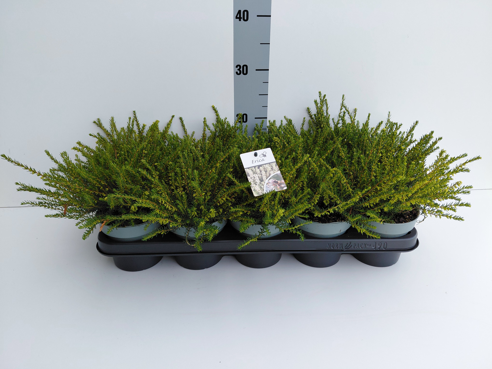 Erica x darleyensis Silbershmelze, D 12 cm