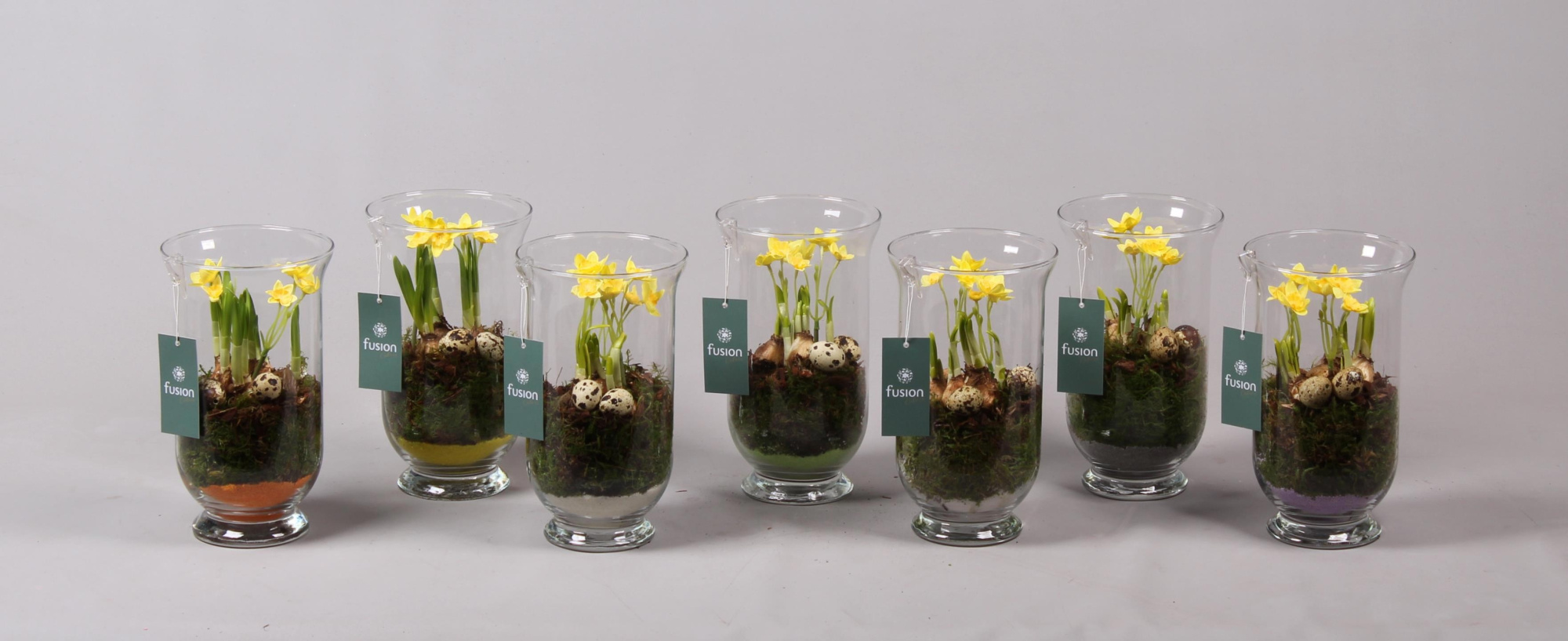 Pasen glazen windlicht met Narcis D14.5 H25, D 15