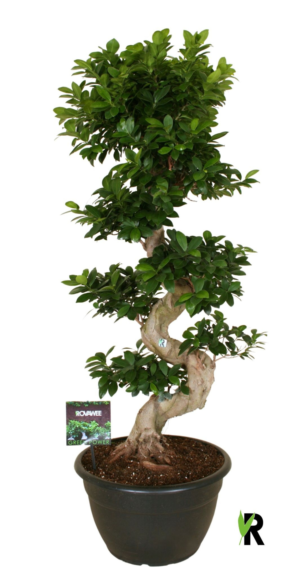 Ficus micr. S-type in kunststof sierpot, D 40 cm