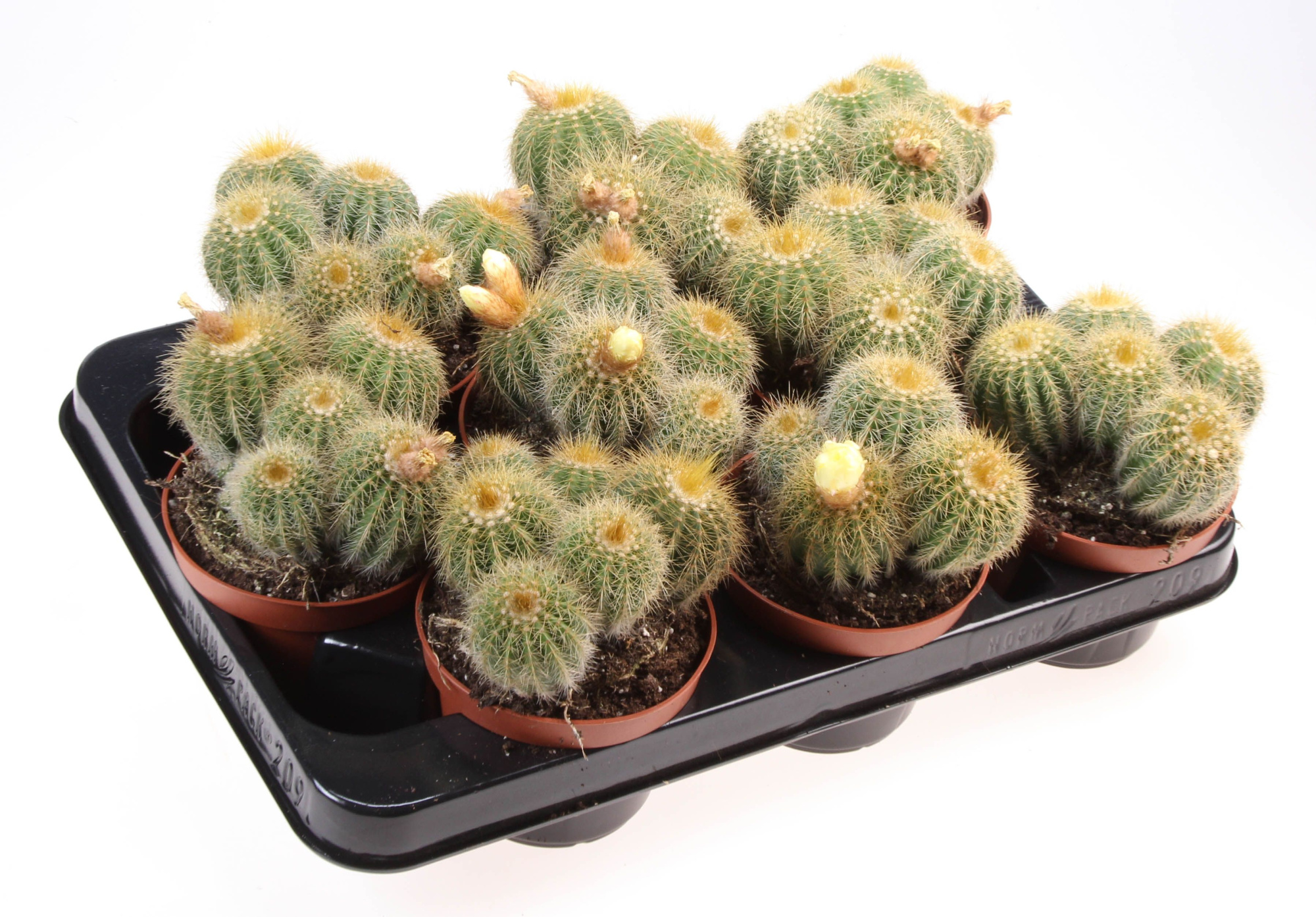 Notocactus magnificus, D 10,5 cm