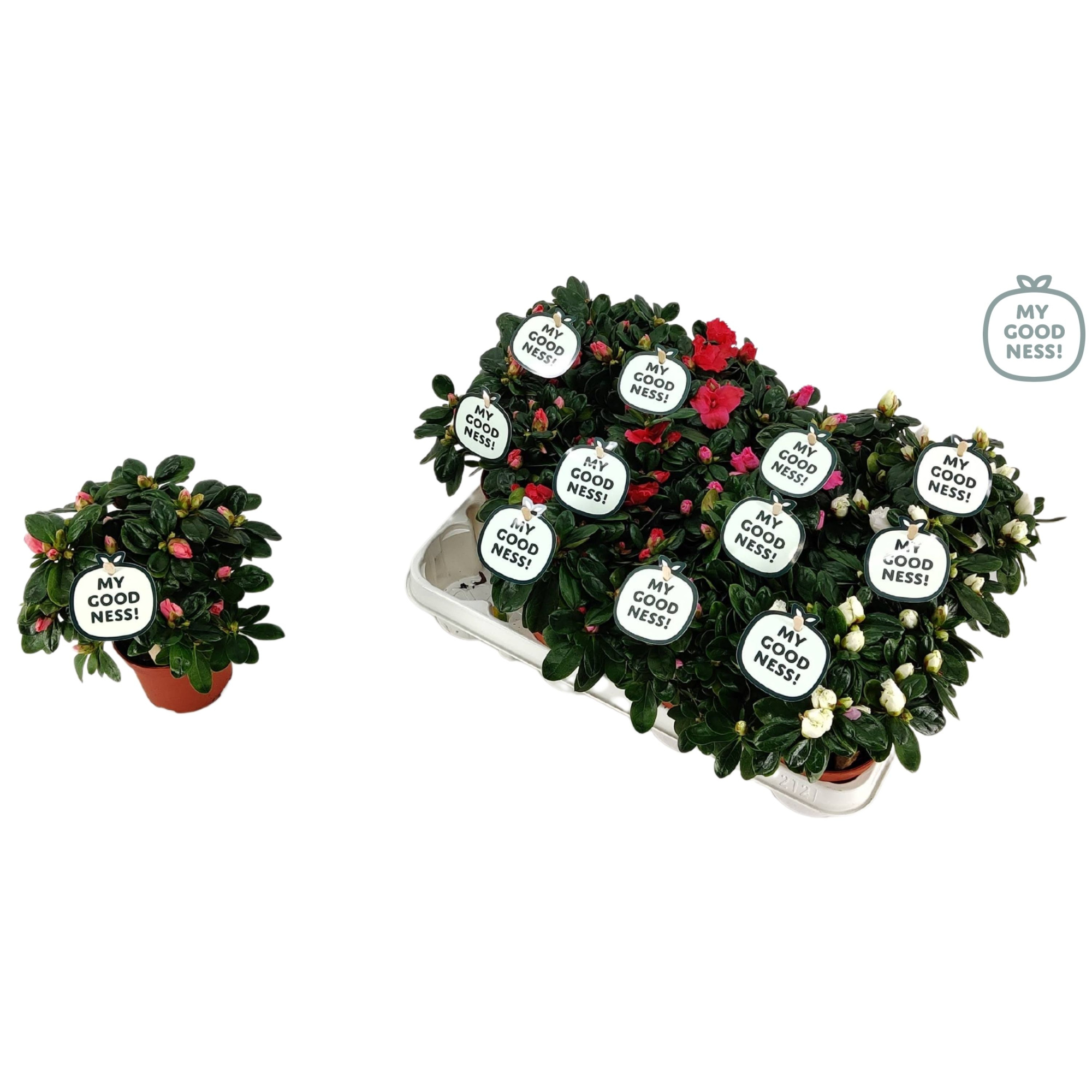 Azalea 10-12 /P9 ' Mix CC' V kleurtonend, D 9