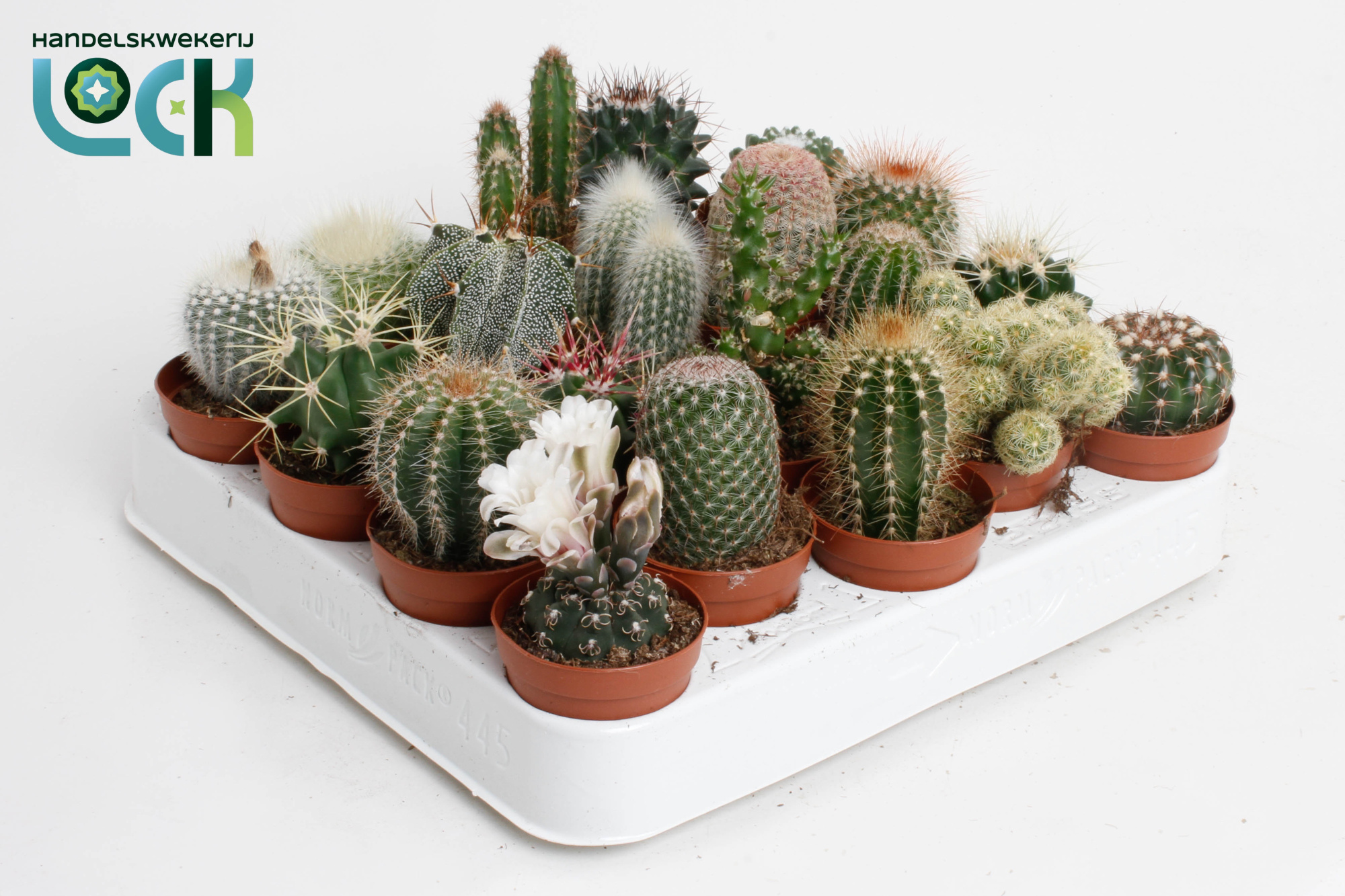 Cactus mix, D 5,5 cm