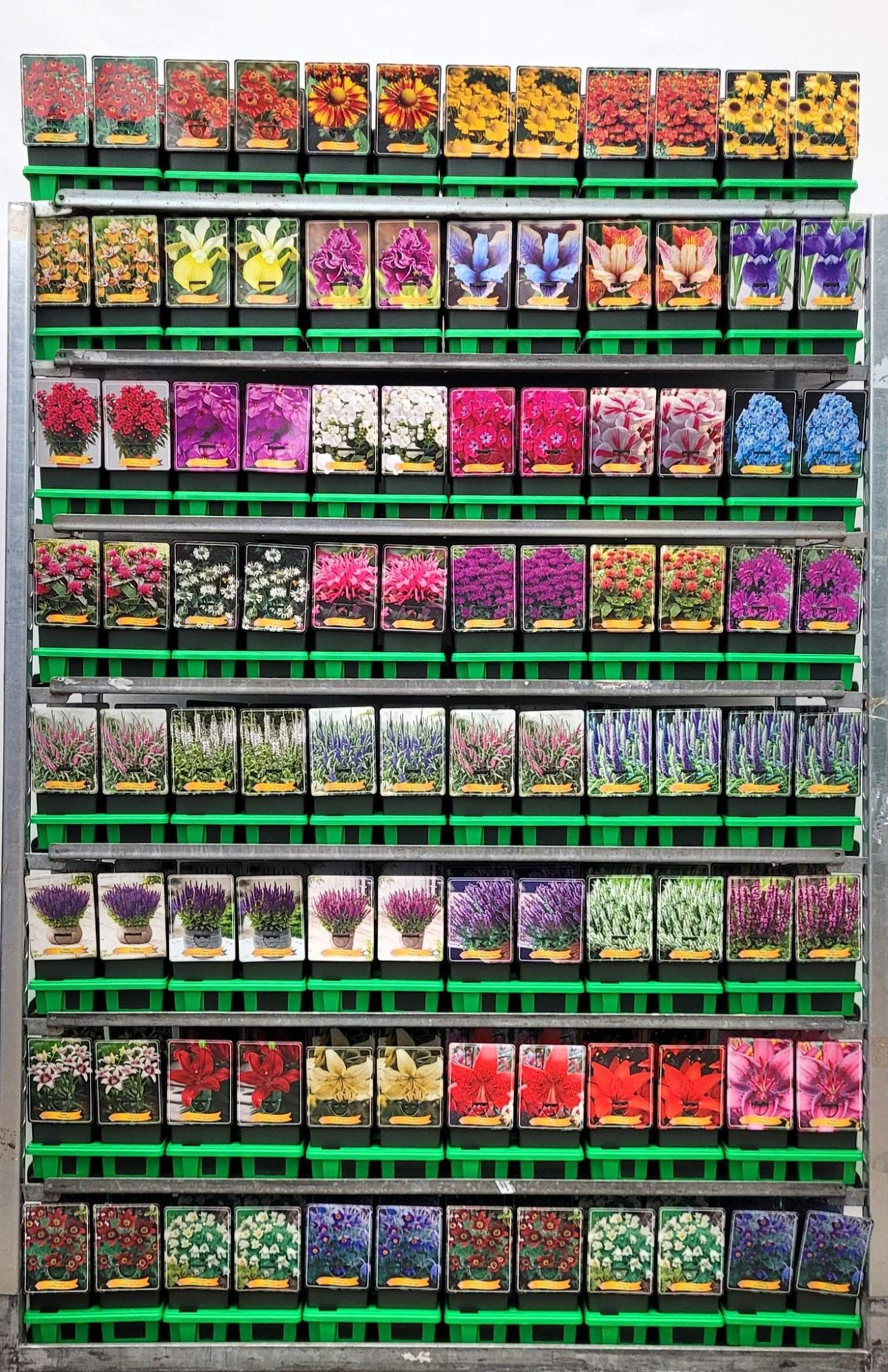 Vaste planten Mix CC 4 P11, D 11 cm