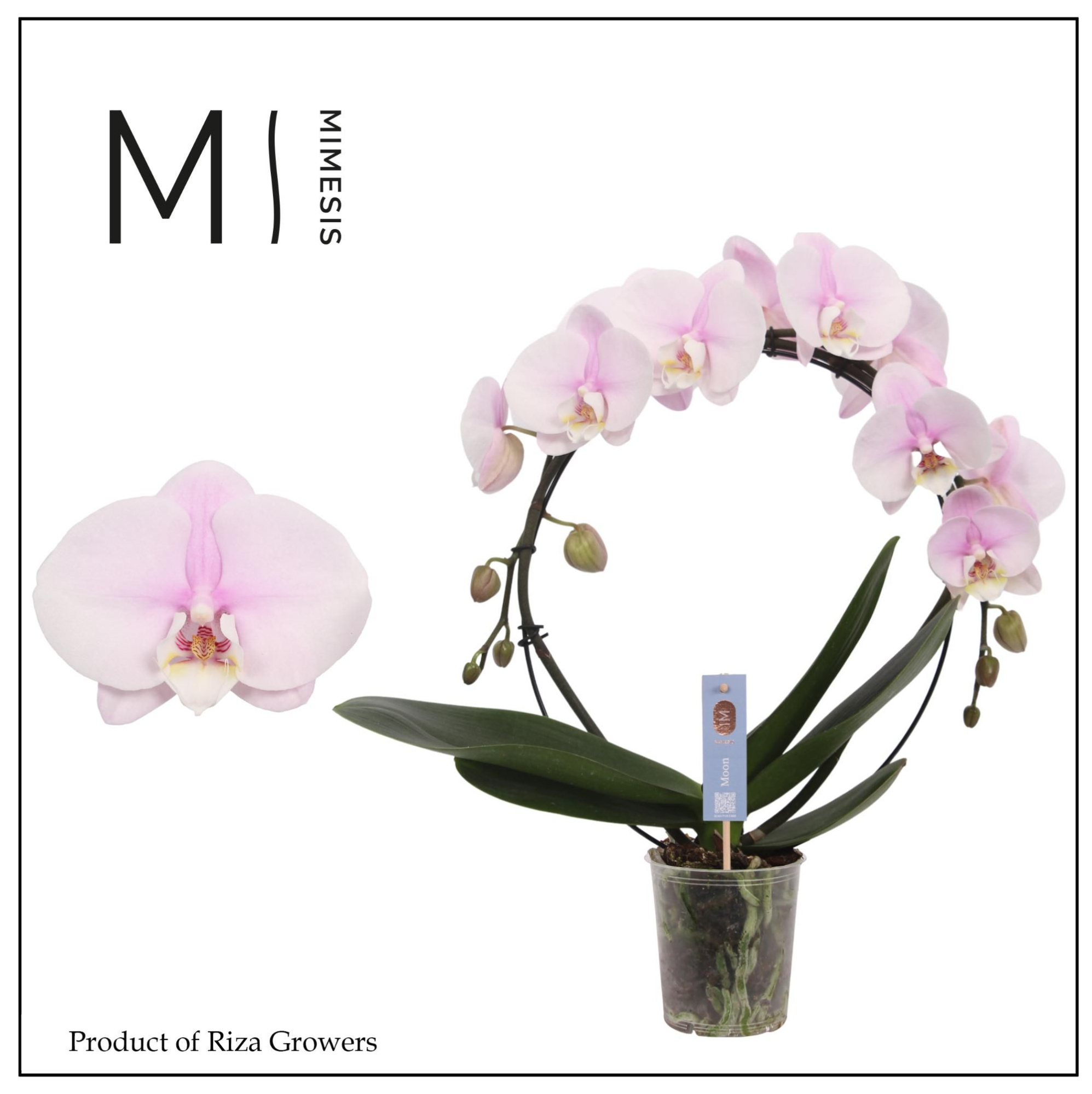 Mimesis Phal. Moon Light Pink - 16+ flowers 12cm, D 12 cm