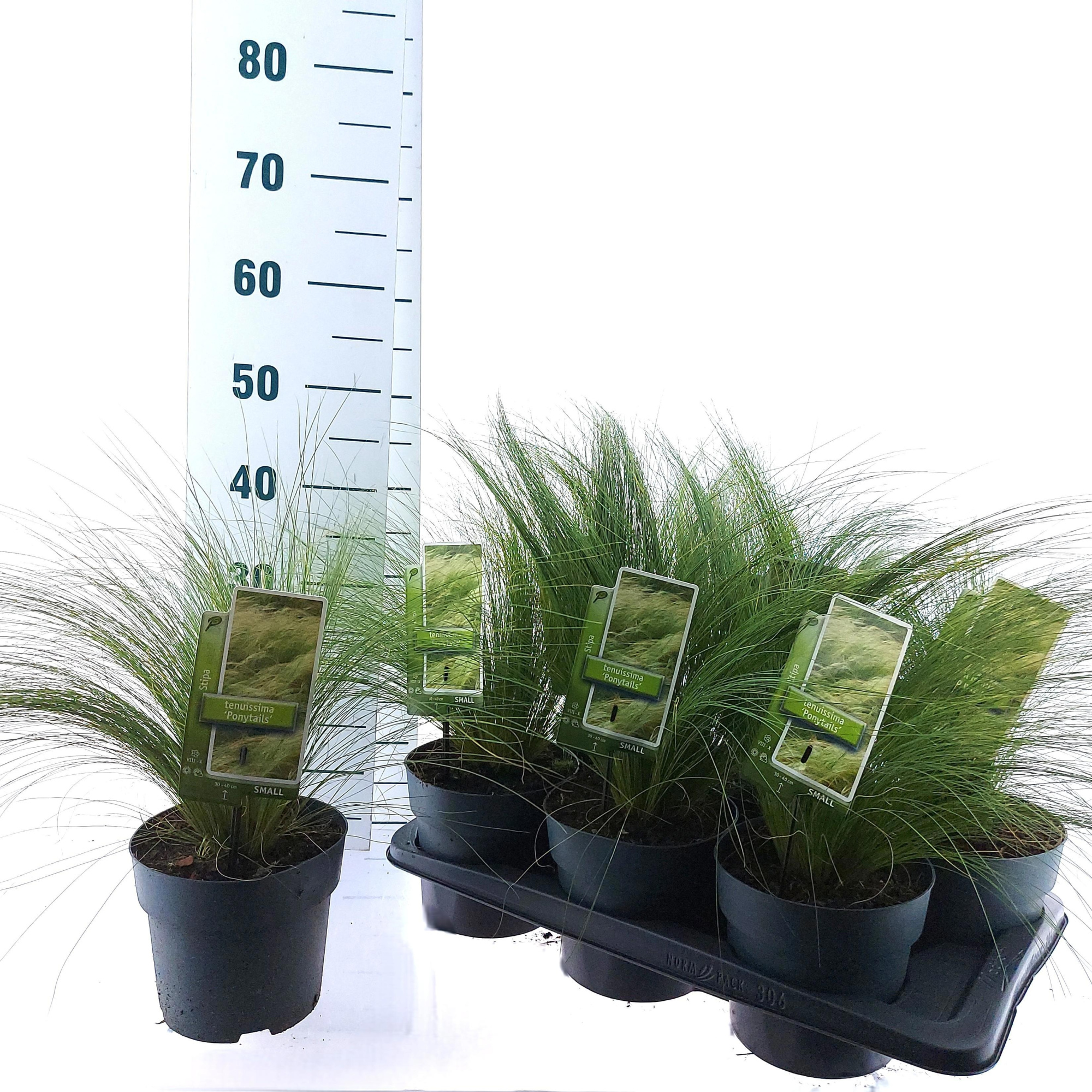 Stipa tenuissima 'Ponytails', D 17