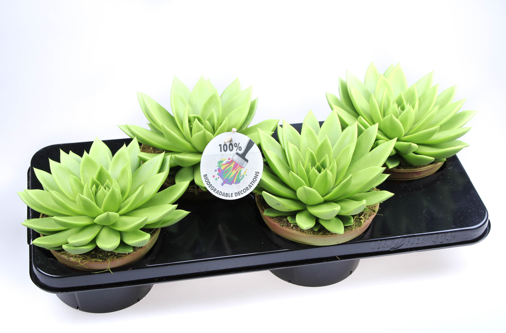 Rainbow Yellow-green, D 15 cm