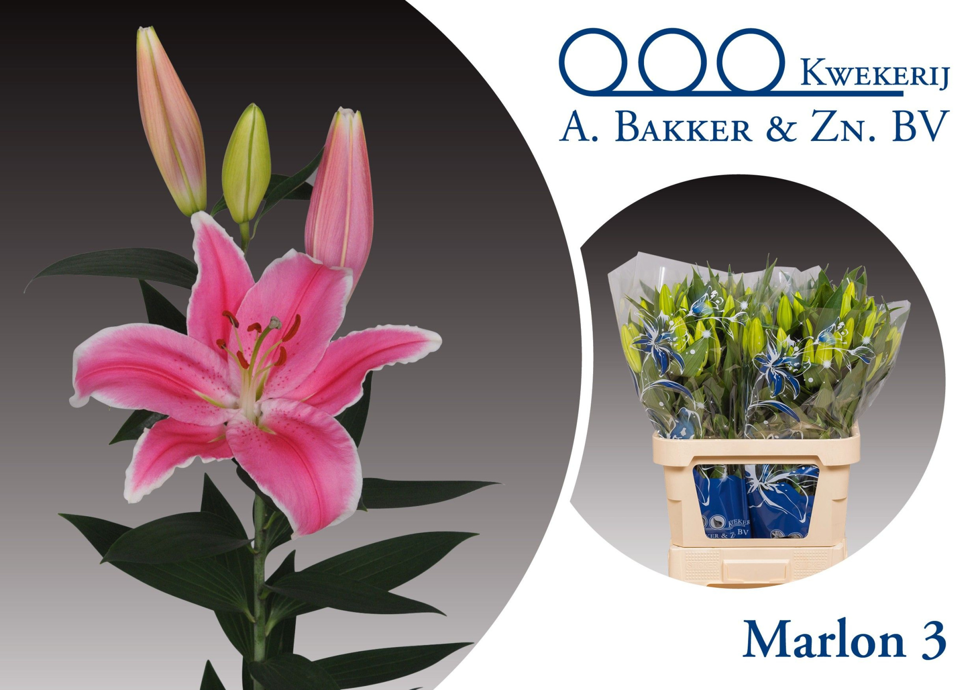 Лилия Марлон 85, шт.