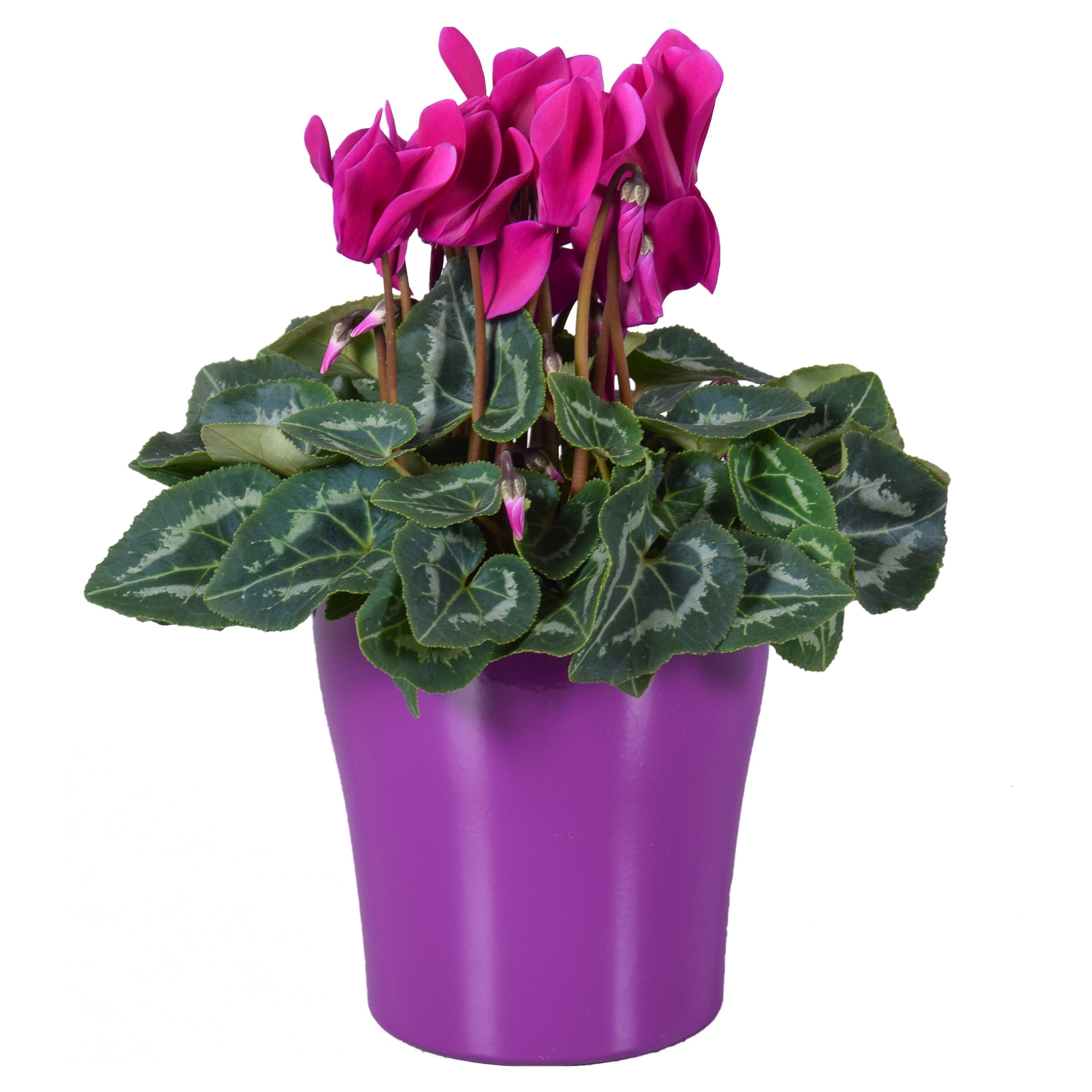 Cyclamen in paars "Bombé" keramiek, D 14 cm