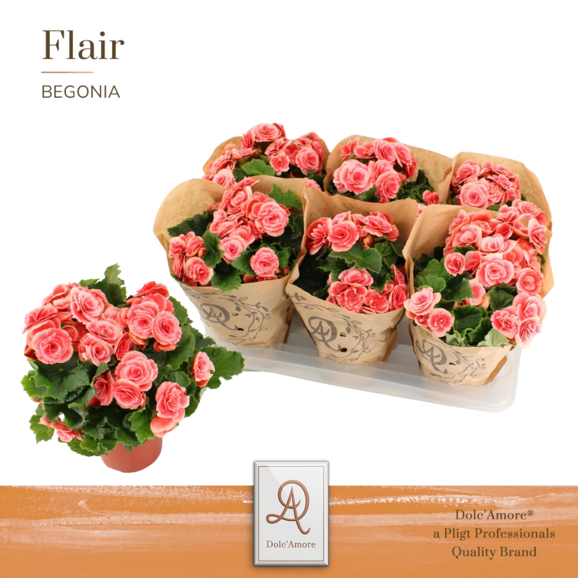 Begonia Borias P14 Dolc'Amore® Kraft, D 14 cm