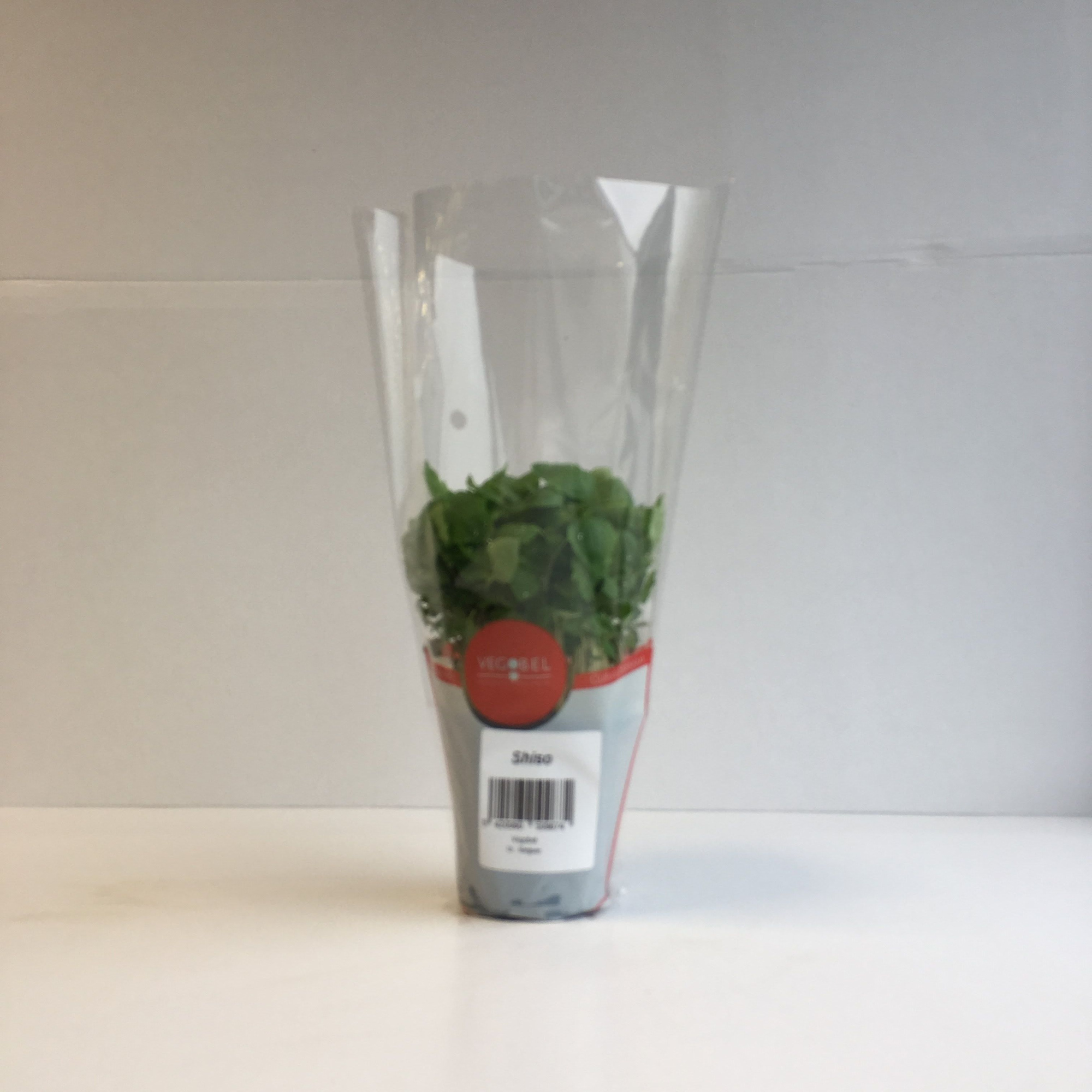 Shiso Groen P9, D 9 cm