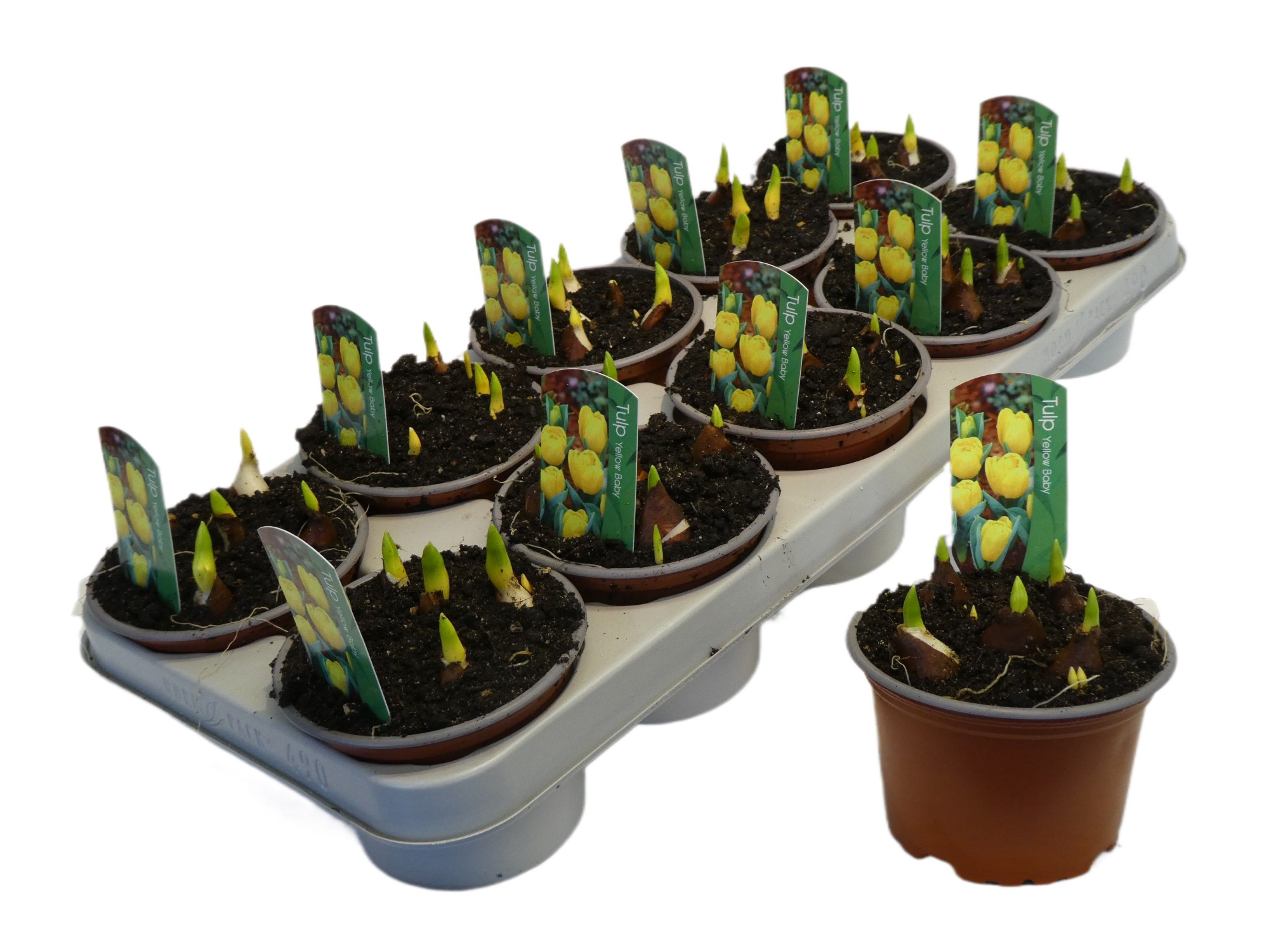 Tulipa 'Yellow Baby', D 12