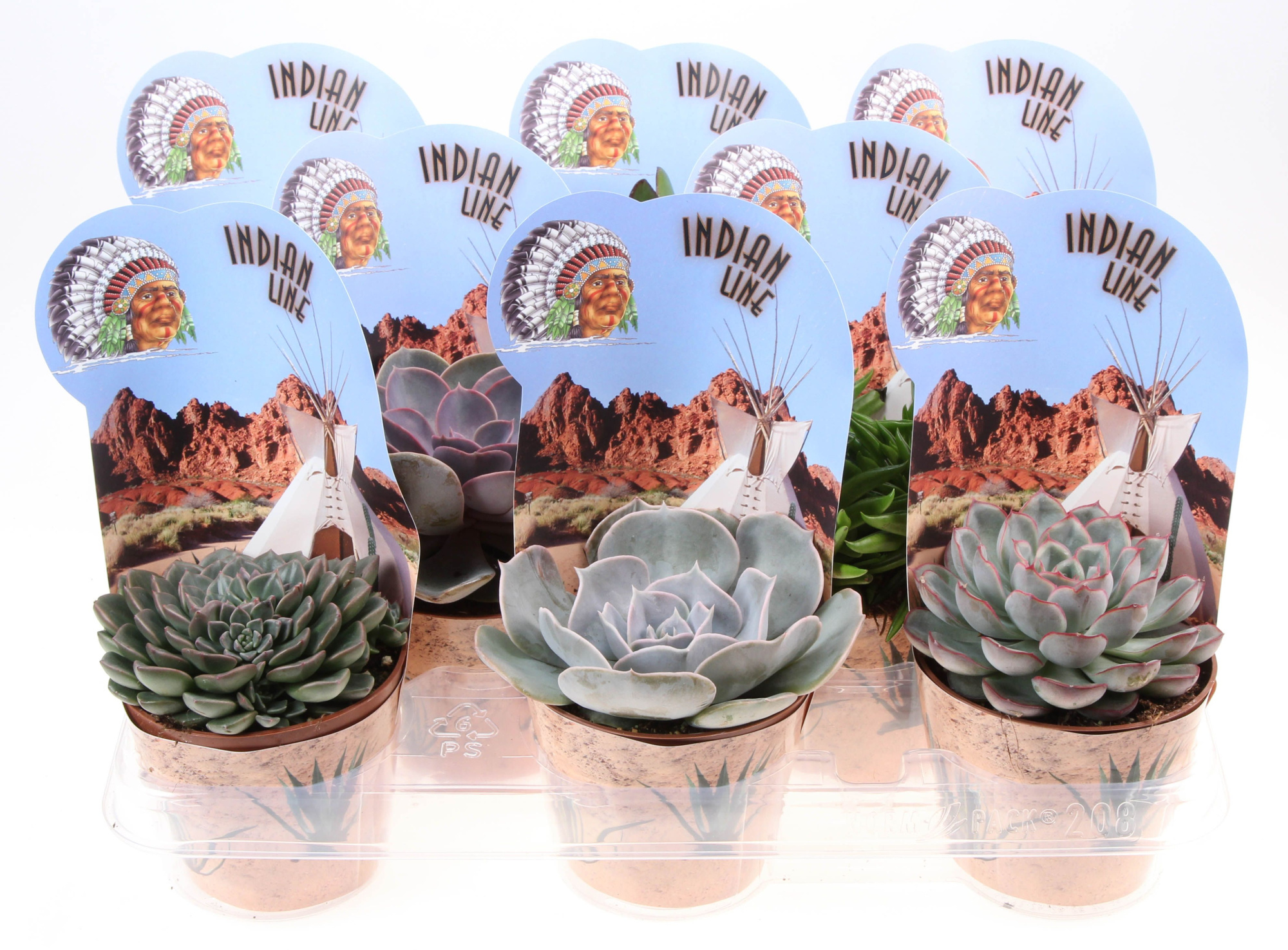 Potcover indian line succulenten mix, D 10,5 cm