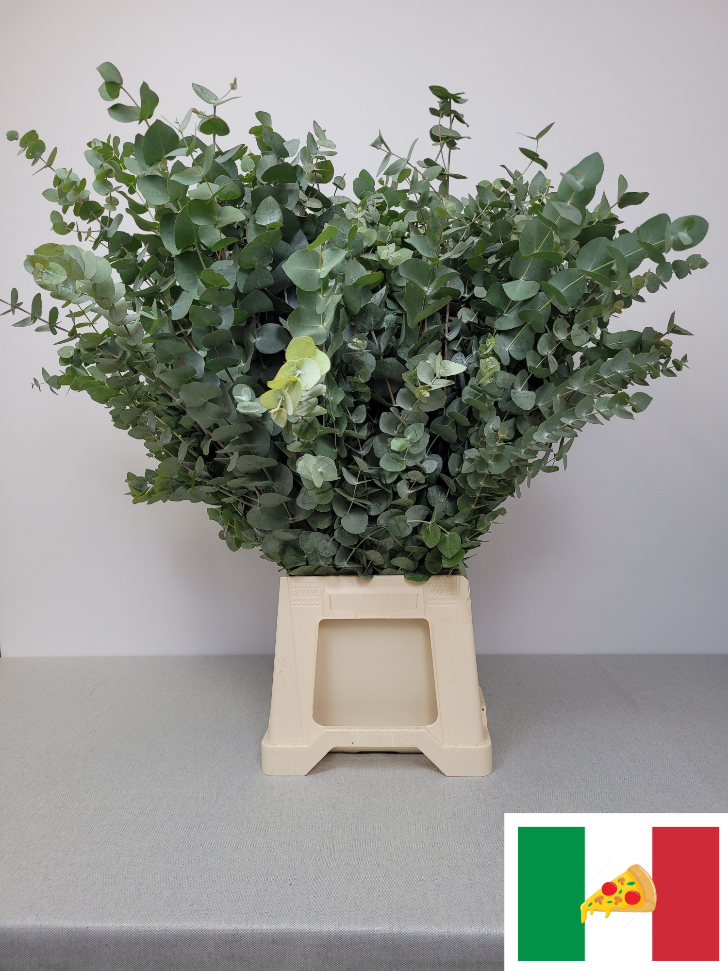 Эвкалипт Цинерея за пучок 70 (зел.), пуч.