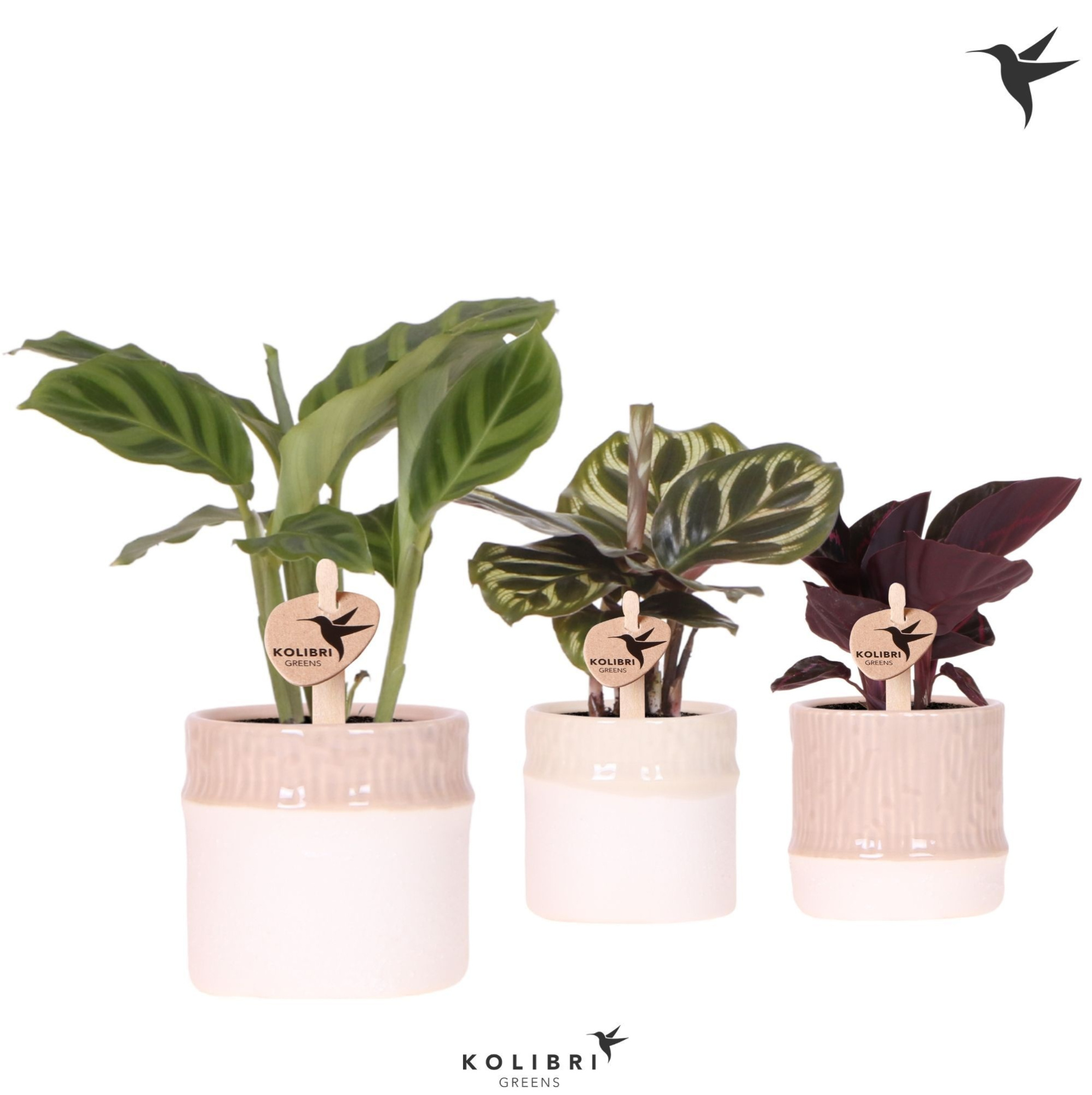 Kolibri Greens Calathea mix in Bamboo pot mix, D 6 cm