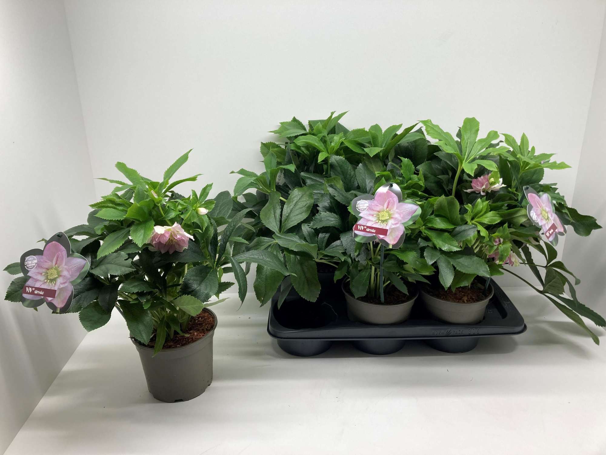 Helleborus orientalis 'Viv Alessia', D 17 cm