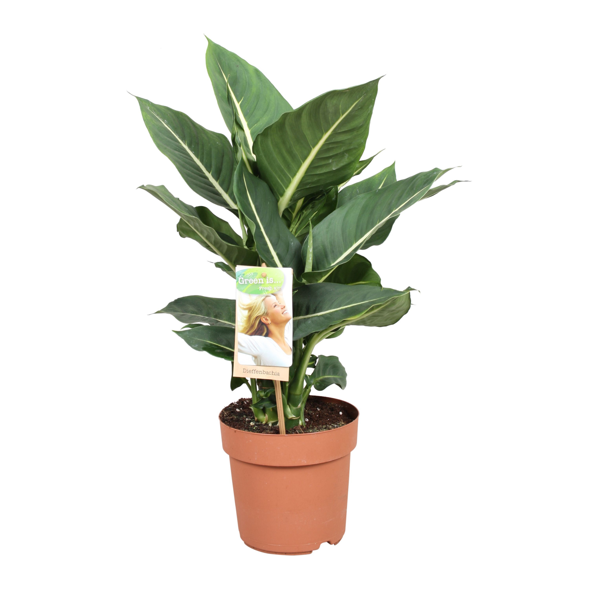 Dieffenbachia Green Magic, D 17