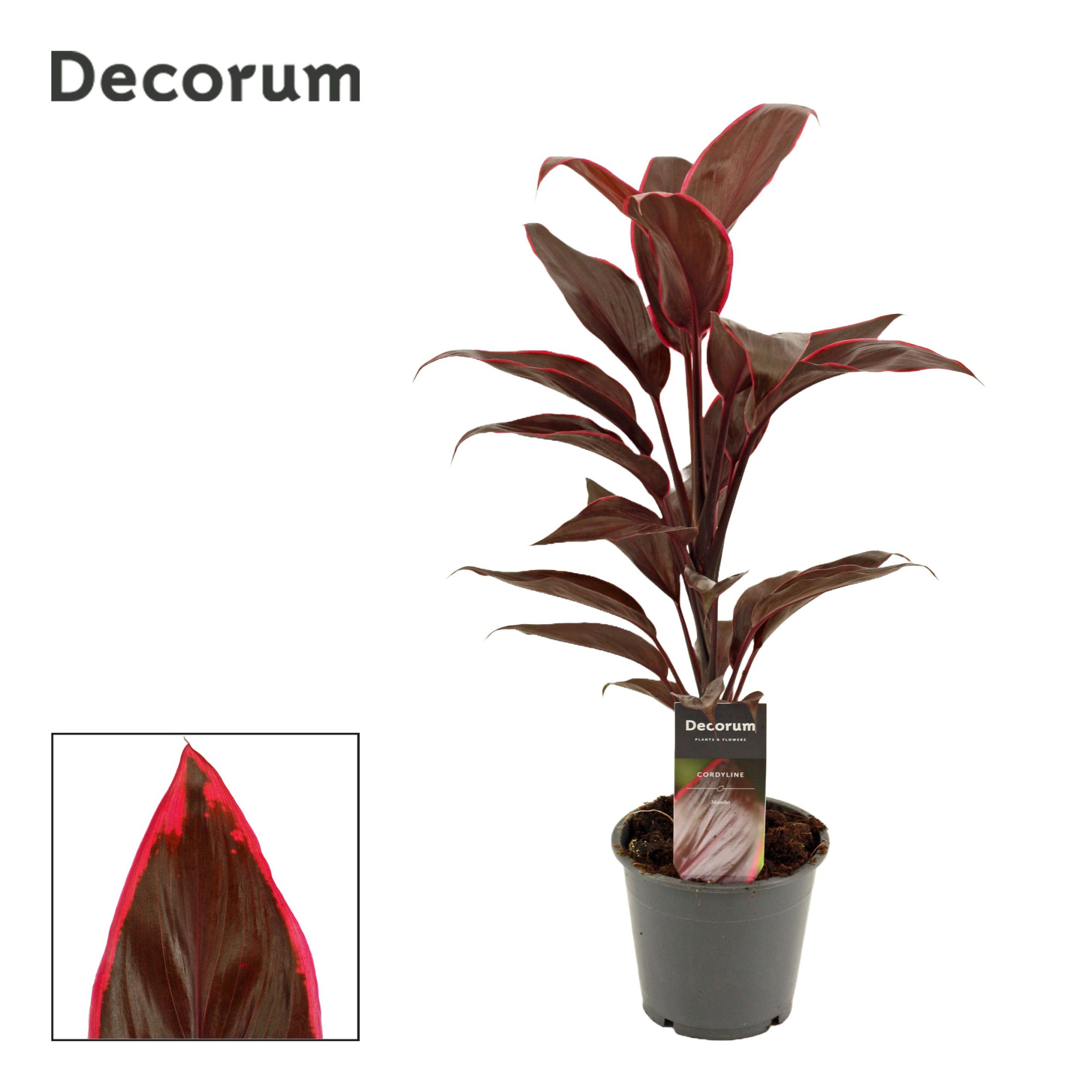 Cordyline Mambo 12 cm ( Decorum ), D 12 cm