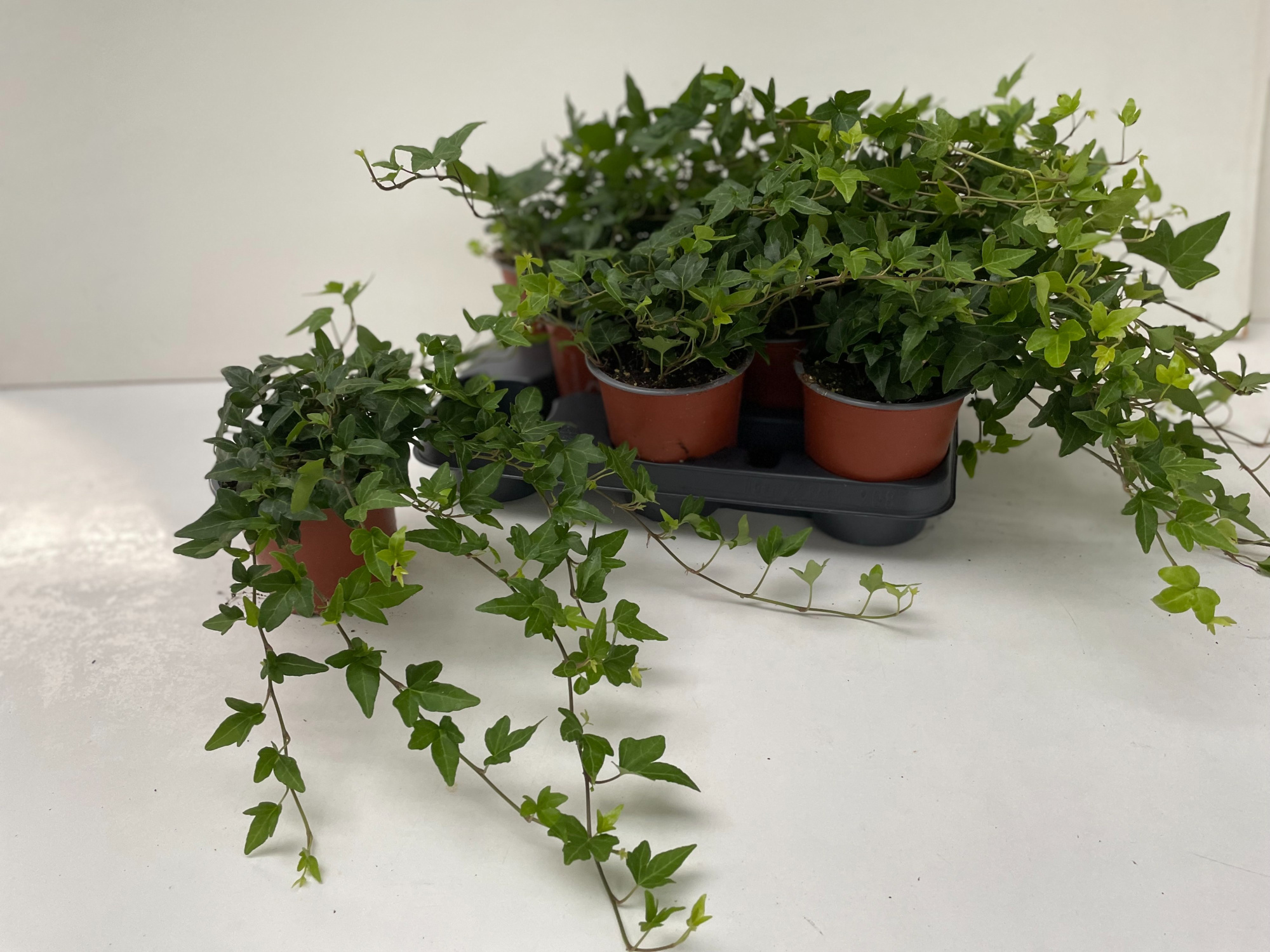 Hedera Shamrock Rank 30-35cm, D 12