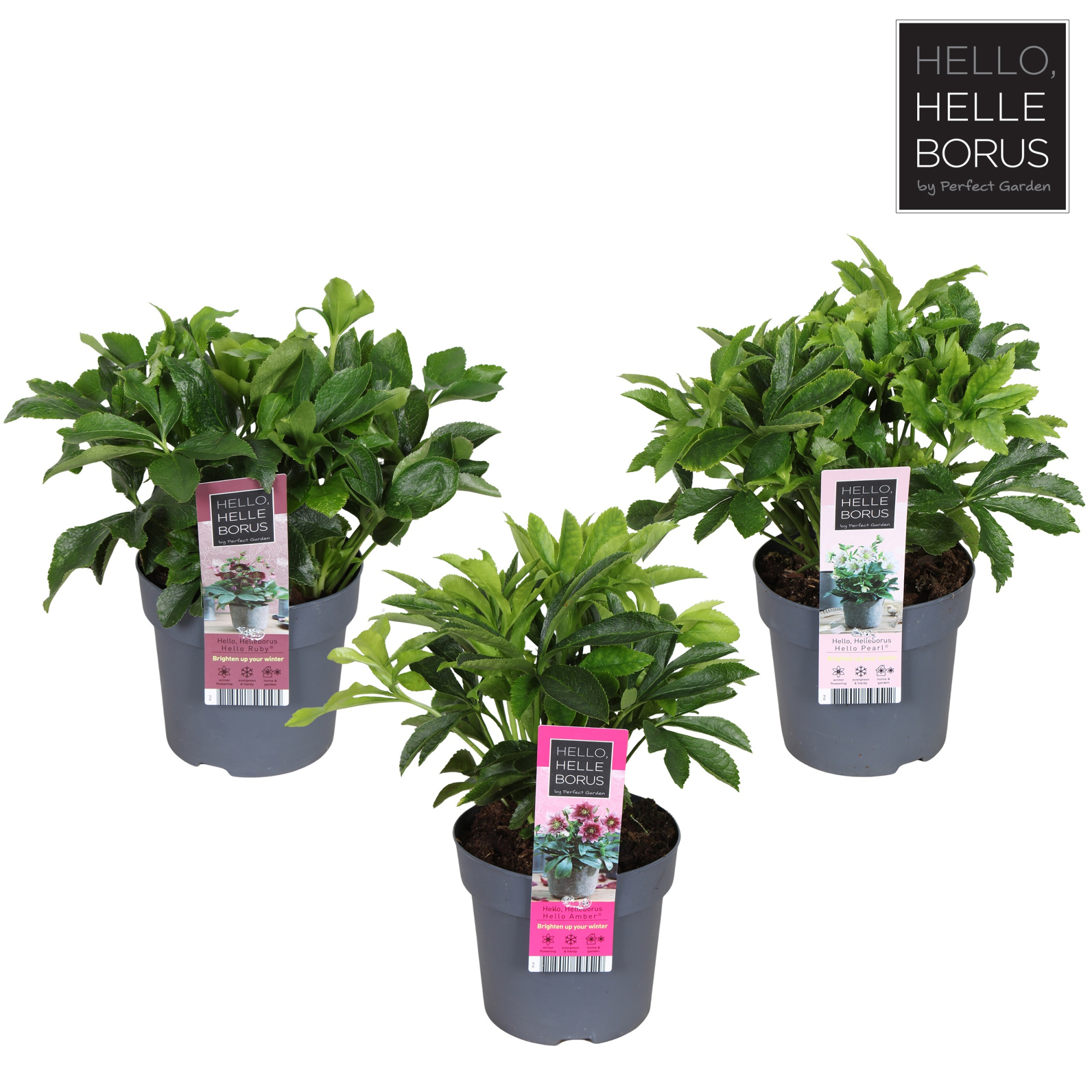 Helleborus orientalis mix laag P14, D 14 cm