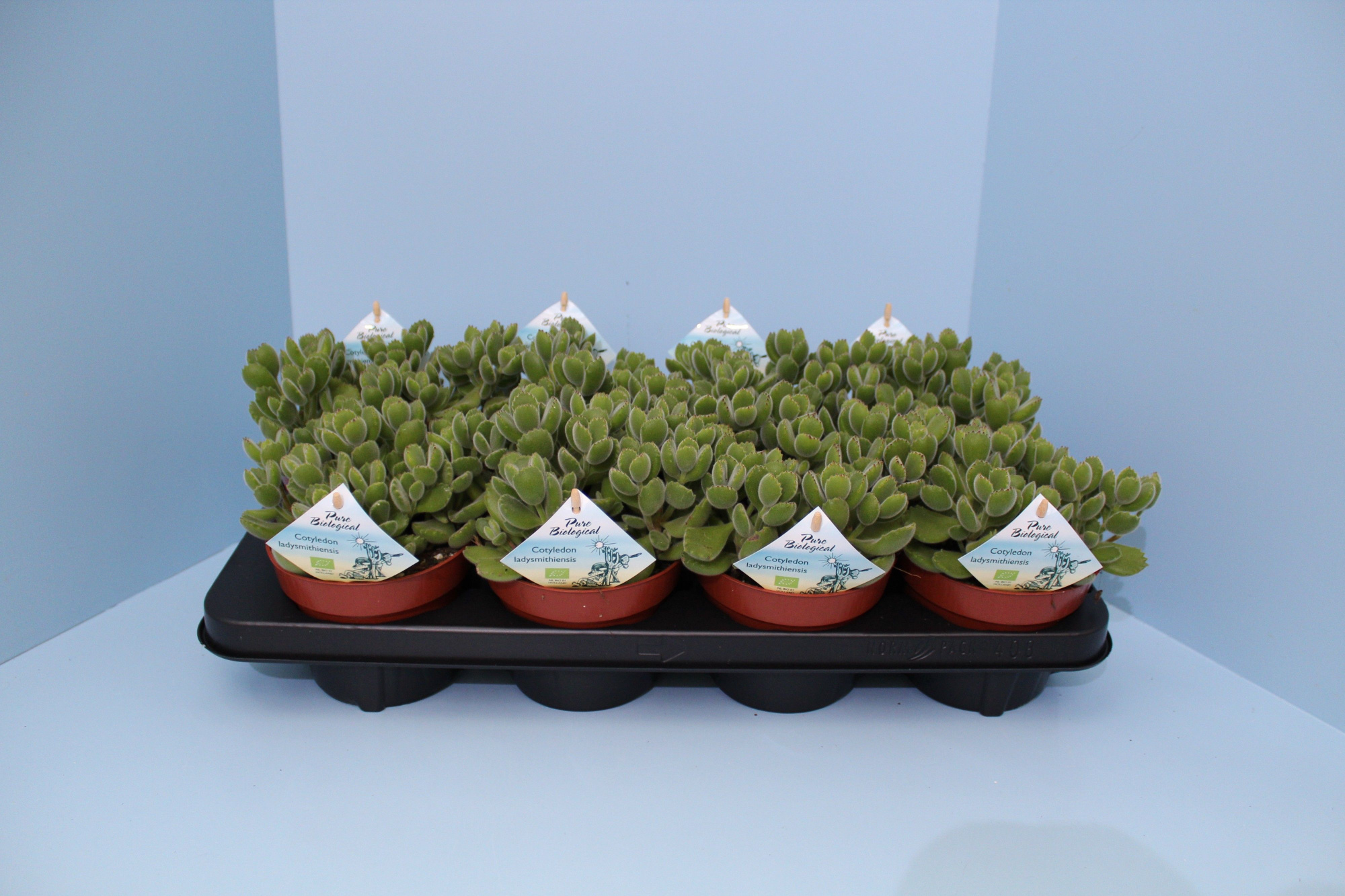 Bio Cotyledon tomentosa subsp.ladysmithiensis 615-COTY13, D 13 cm