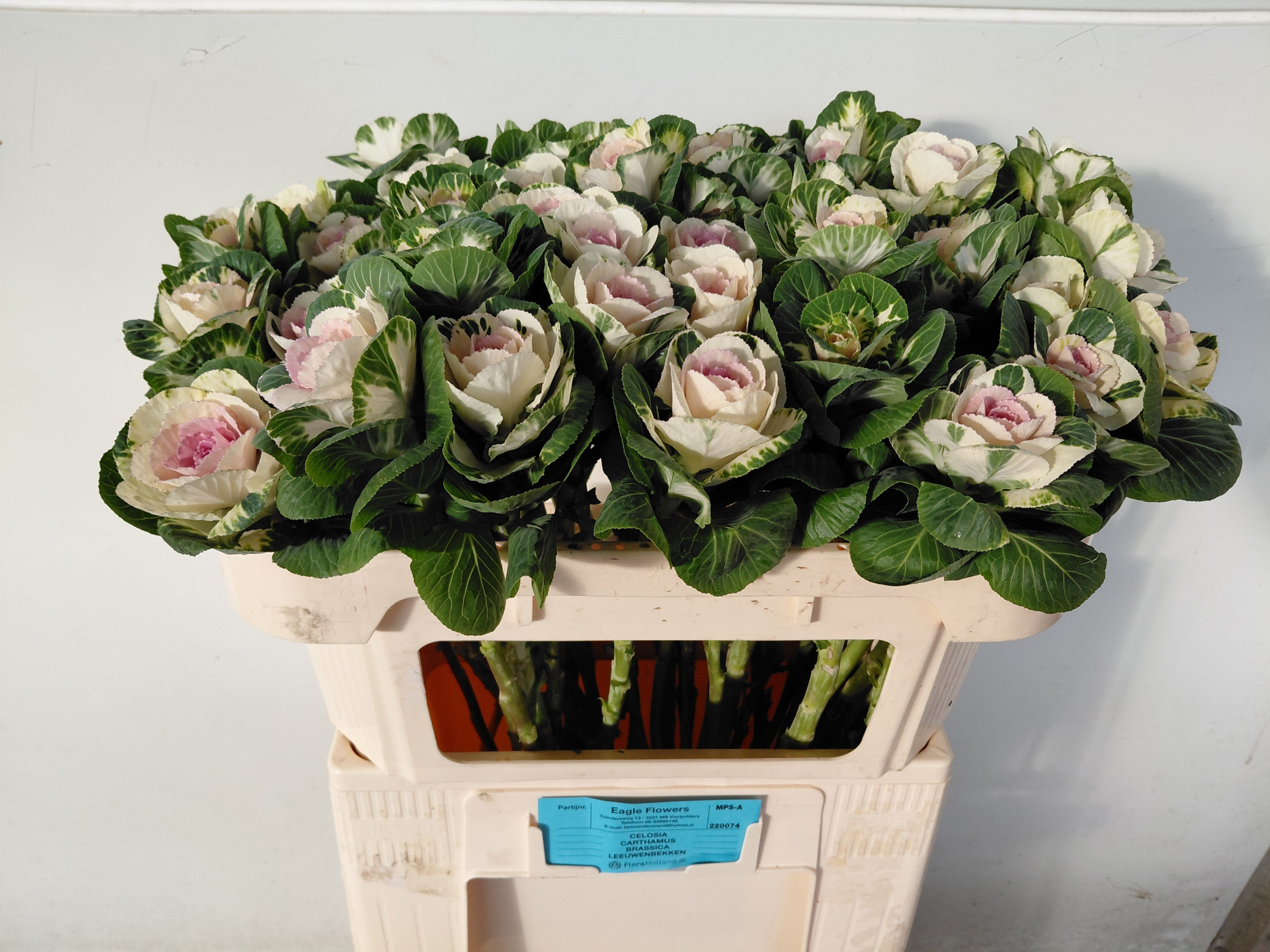 Брассика Вайт Крэйн 65, шт.