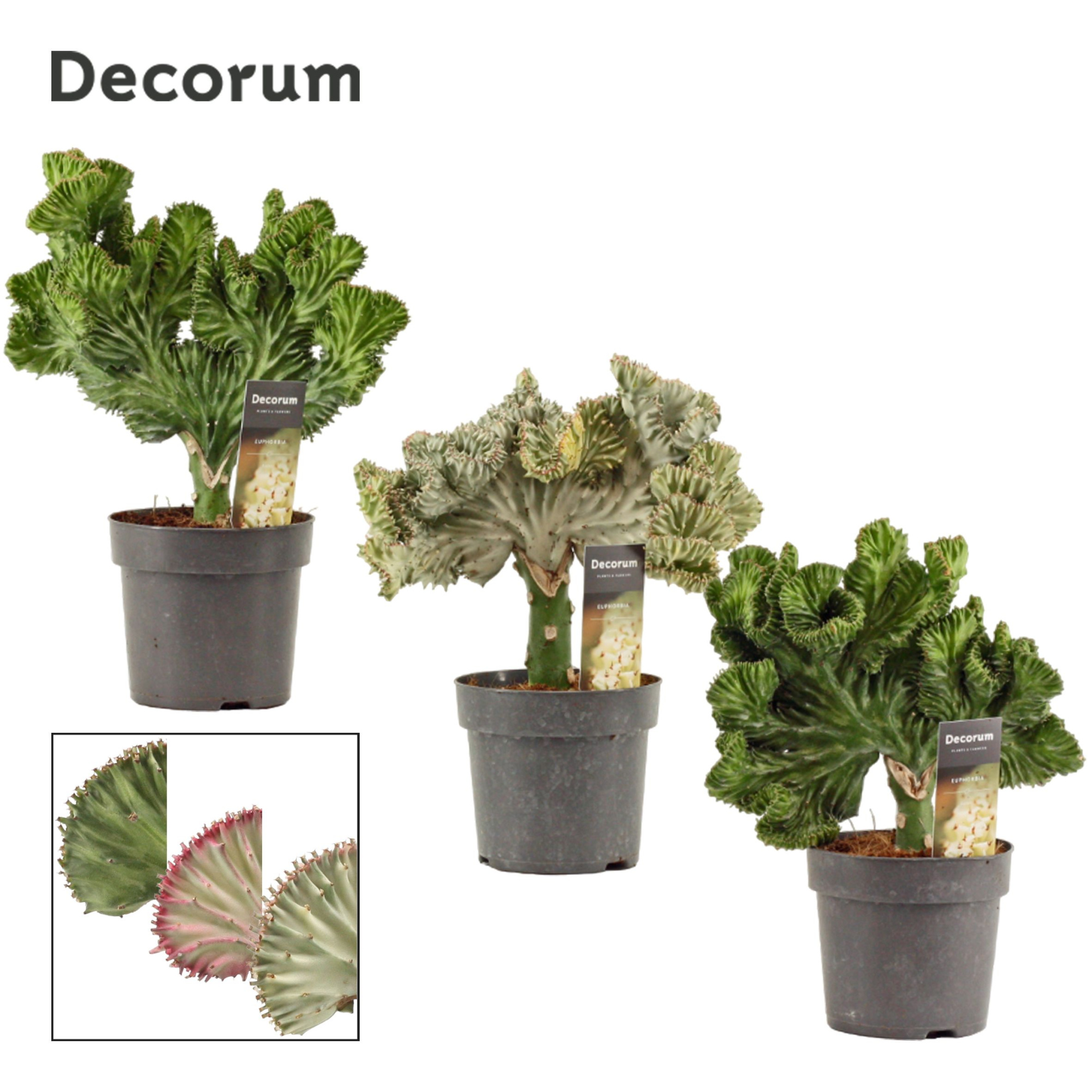 Euphorbia Lactea 14 cm (Decorum), D 14 cm