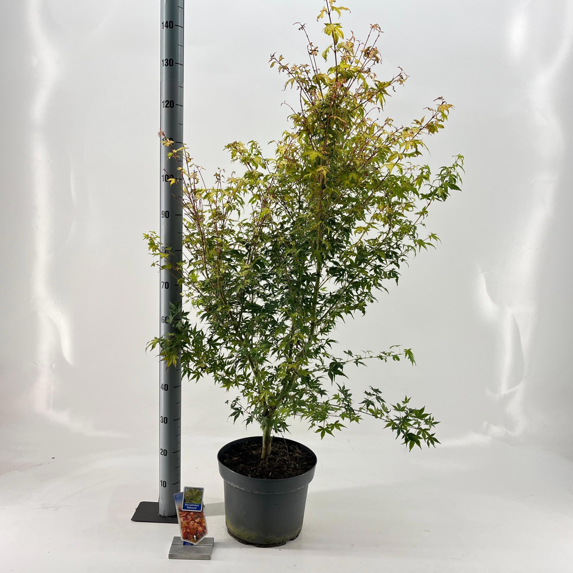 Acer pal. 'Katsura', D 29 cm