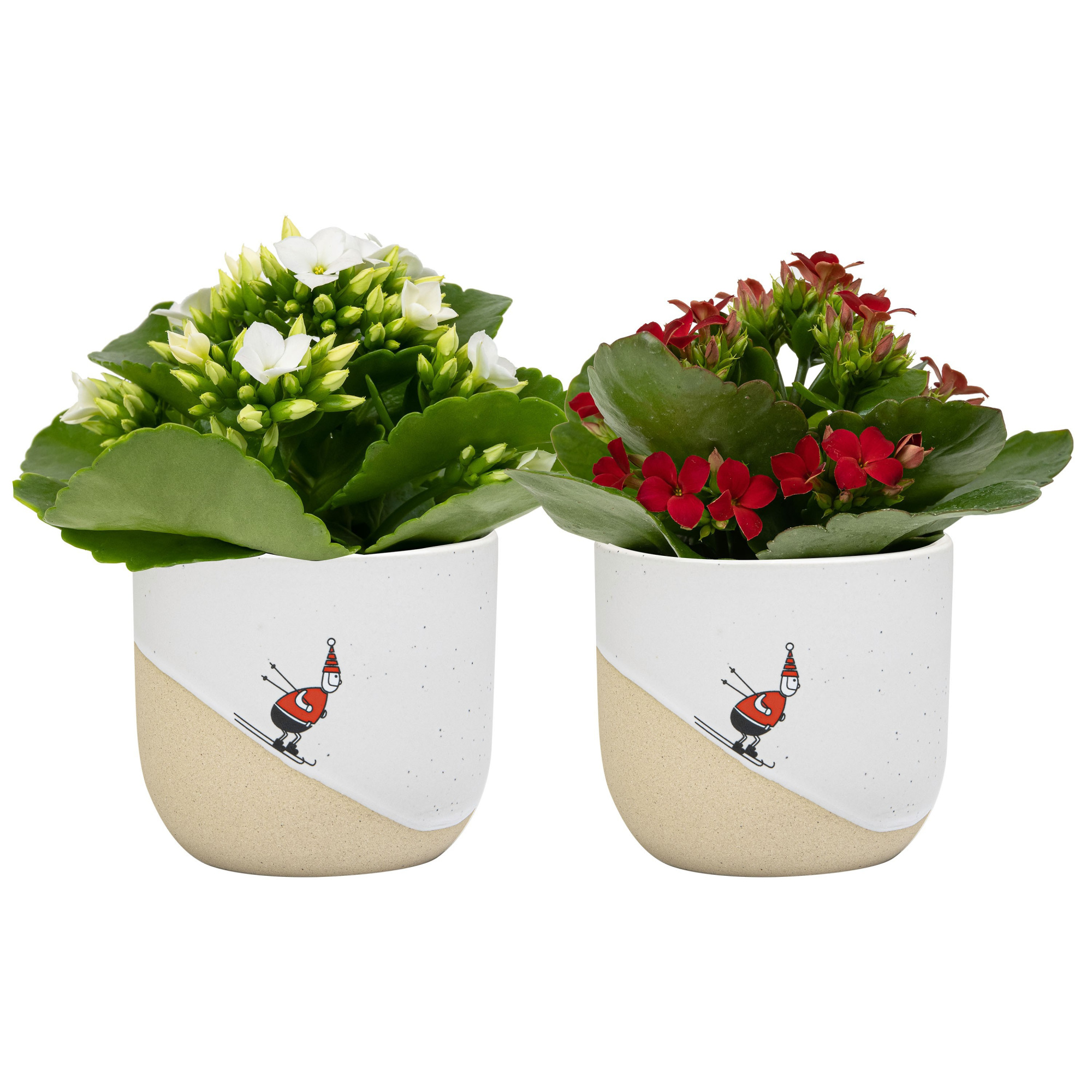 Winter Break with Kalanchoe, D 6