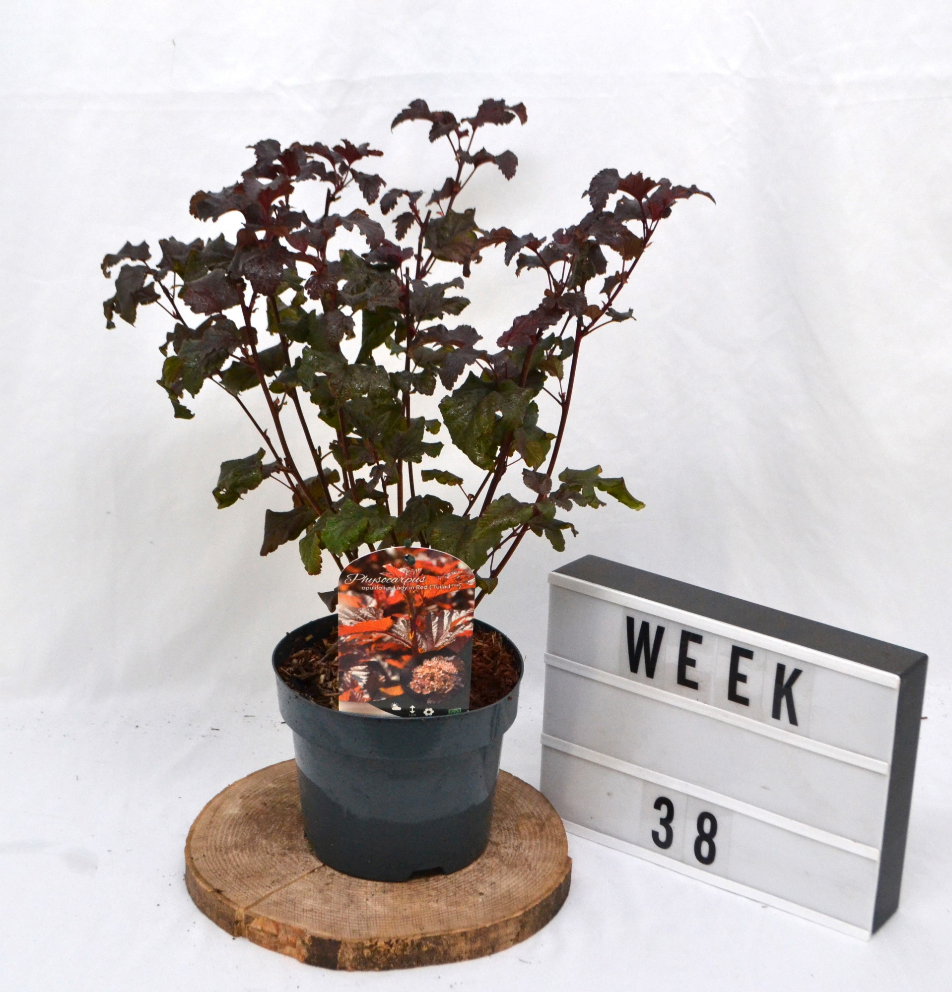 Physocarpus opulifolius Lady in Red C3 40-50, D 19 cm