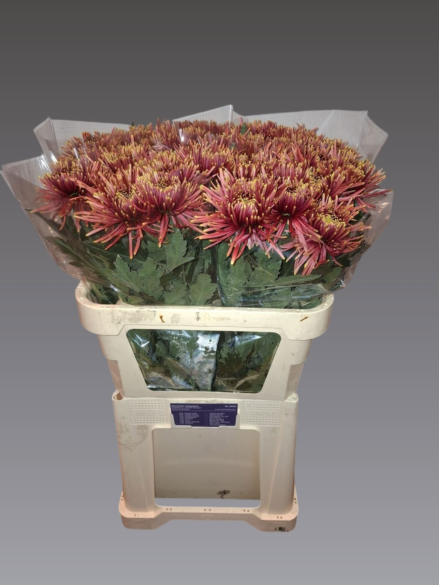 Хризантема од. Тула 80, шт.