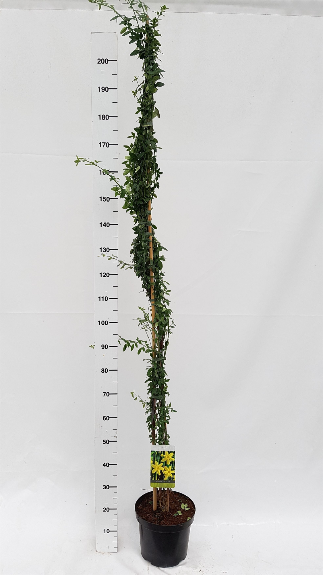 Jasminum nudiflorum, D 26