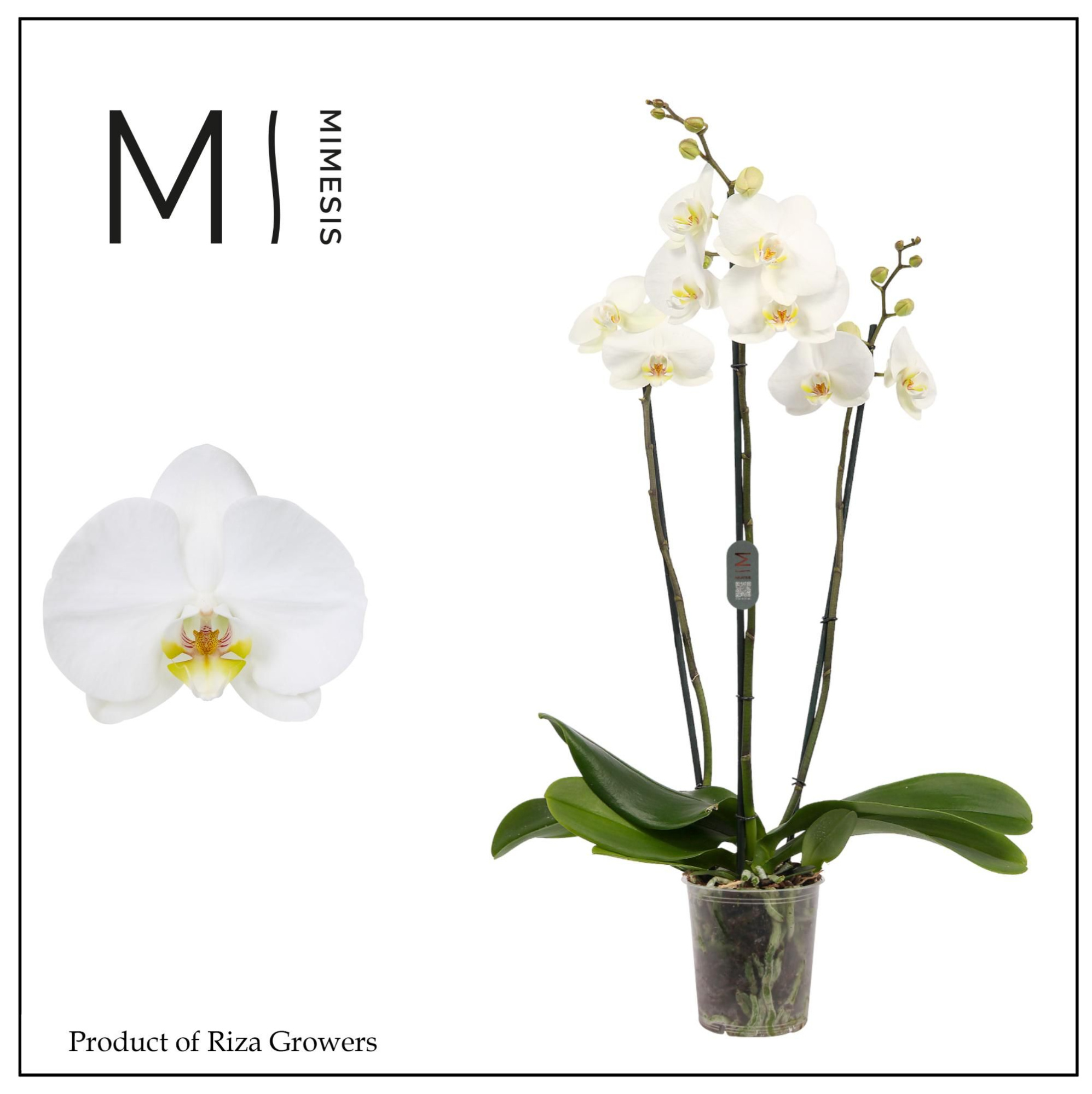 Phalaenopsis White Bigflower 3 spike - 12cm | Mimesis, D 12 cm