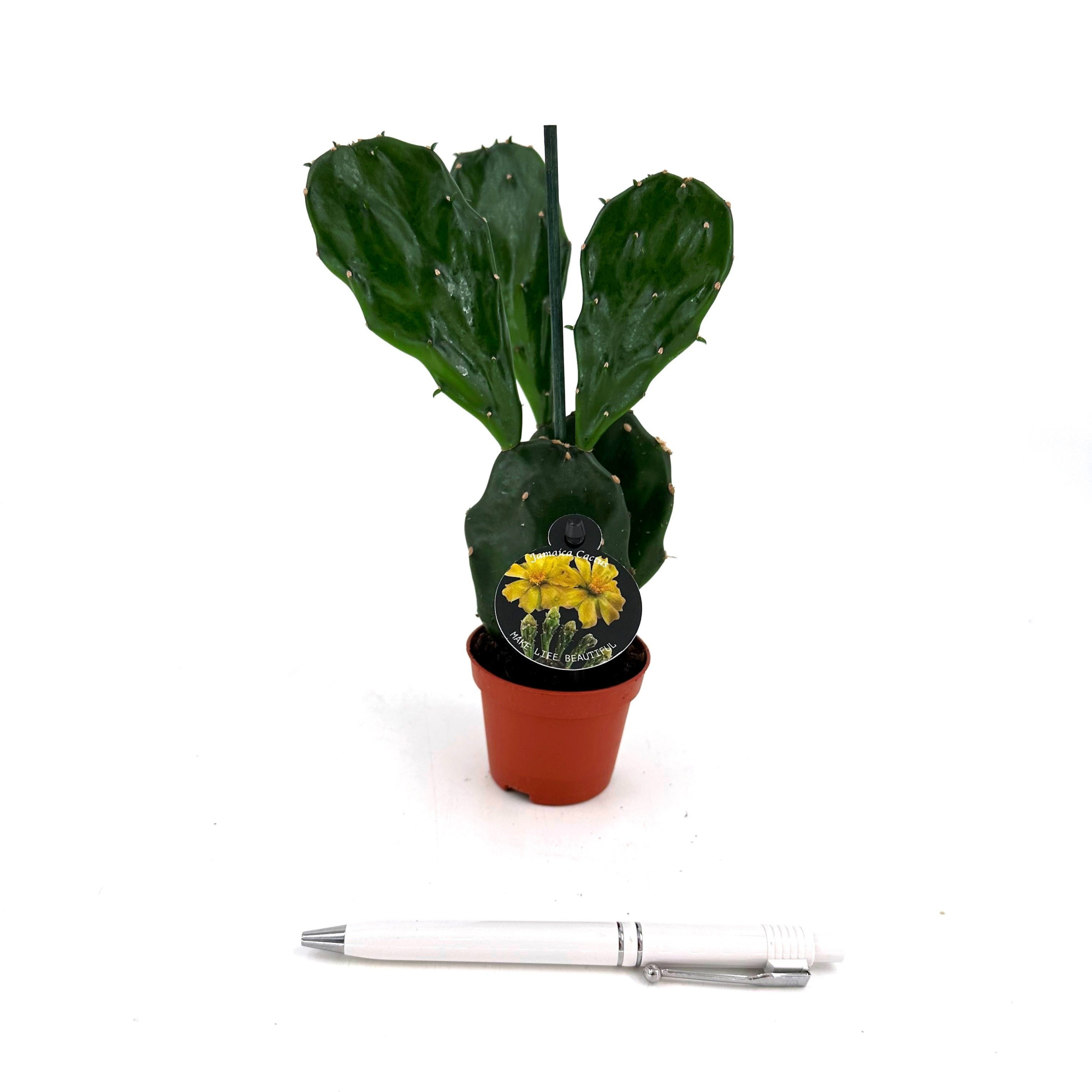 Mini Opuntia 'Jamaica Cactus', D 6 cm