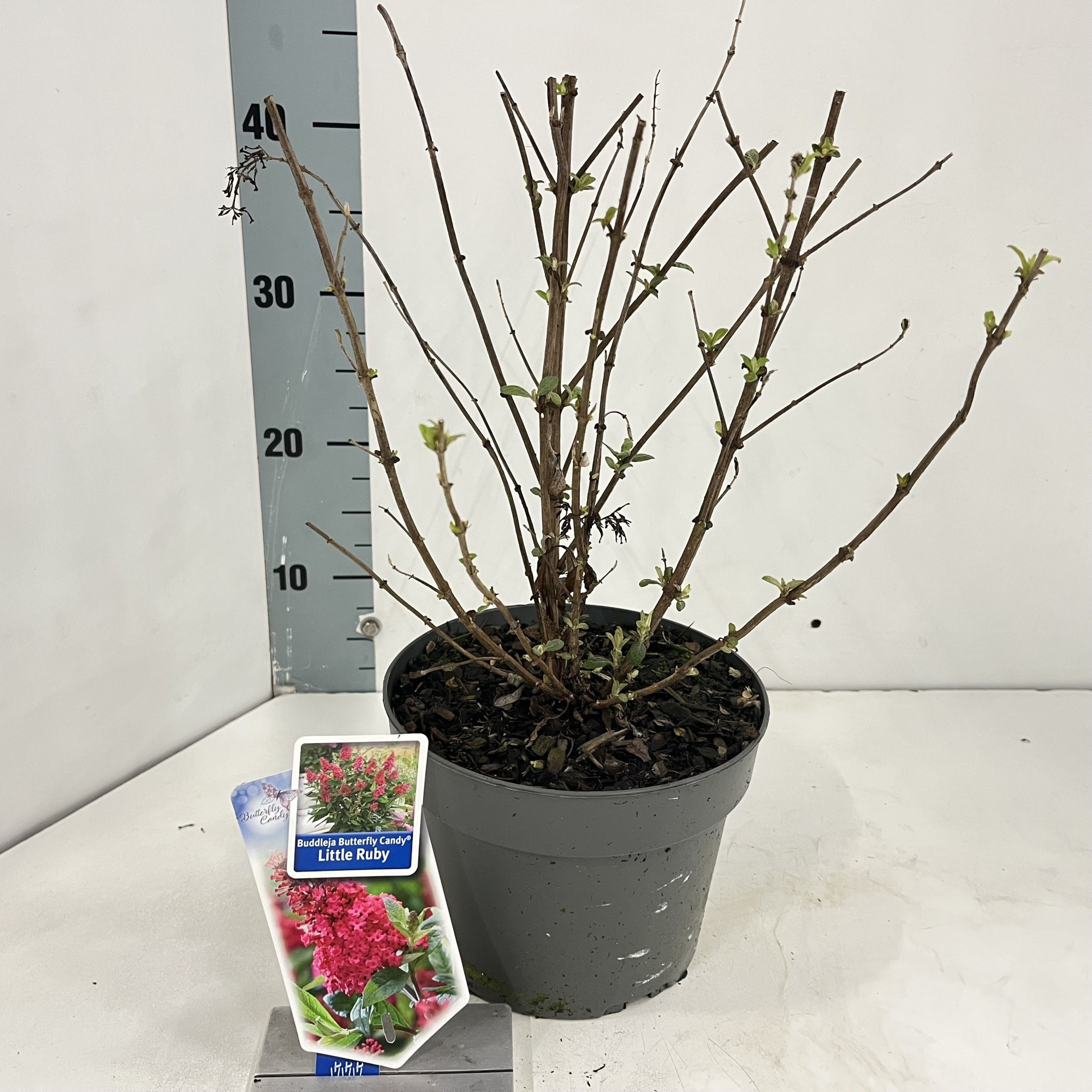 Buddleja d. Butt. Candy® Little Ruby ('BotEx 006'PBR), D 19