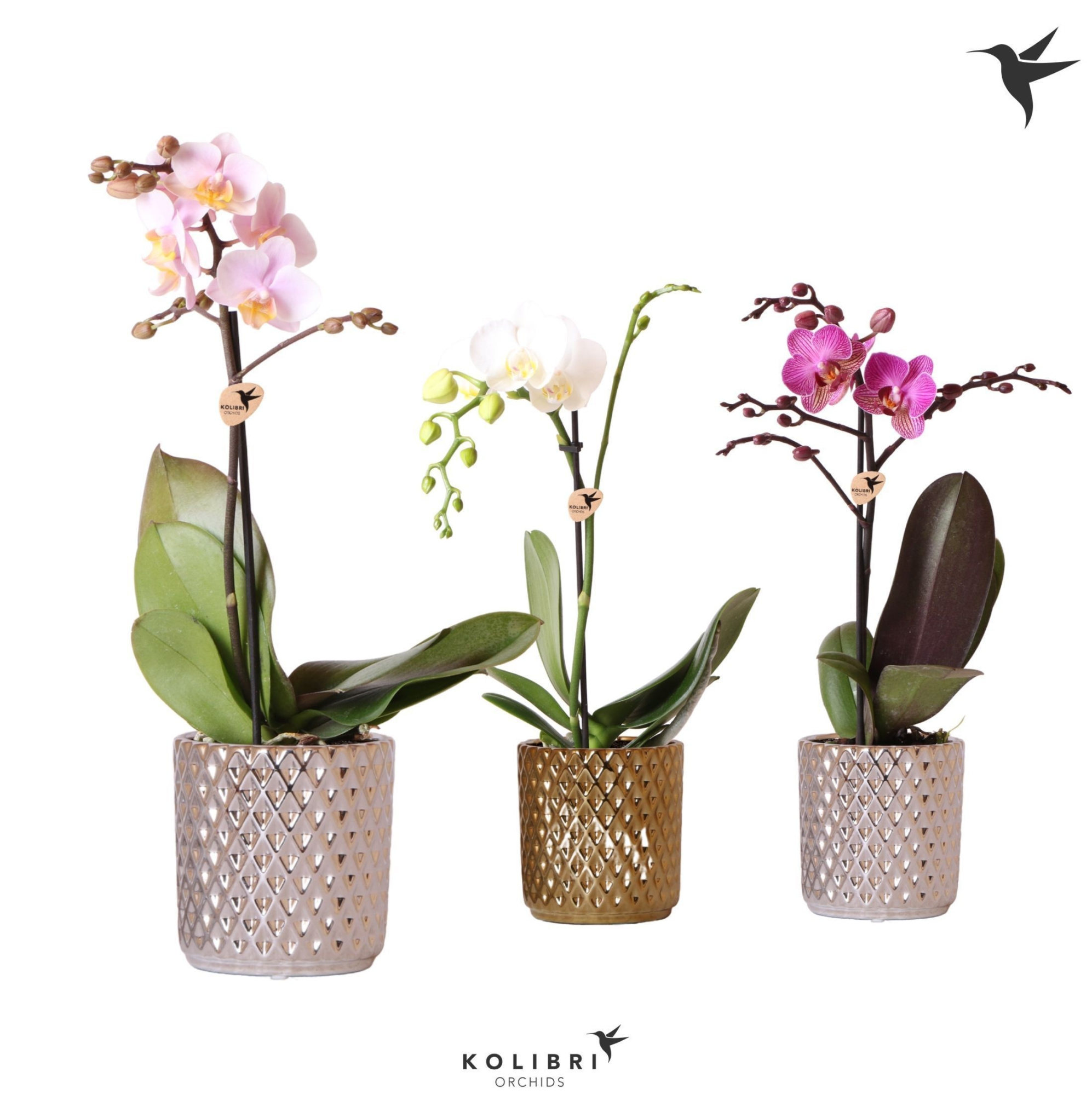 Kolibri Orchids Phalaenopsis Mix 1 spike in Diamond gold silver, D 9 cm