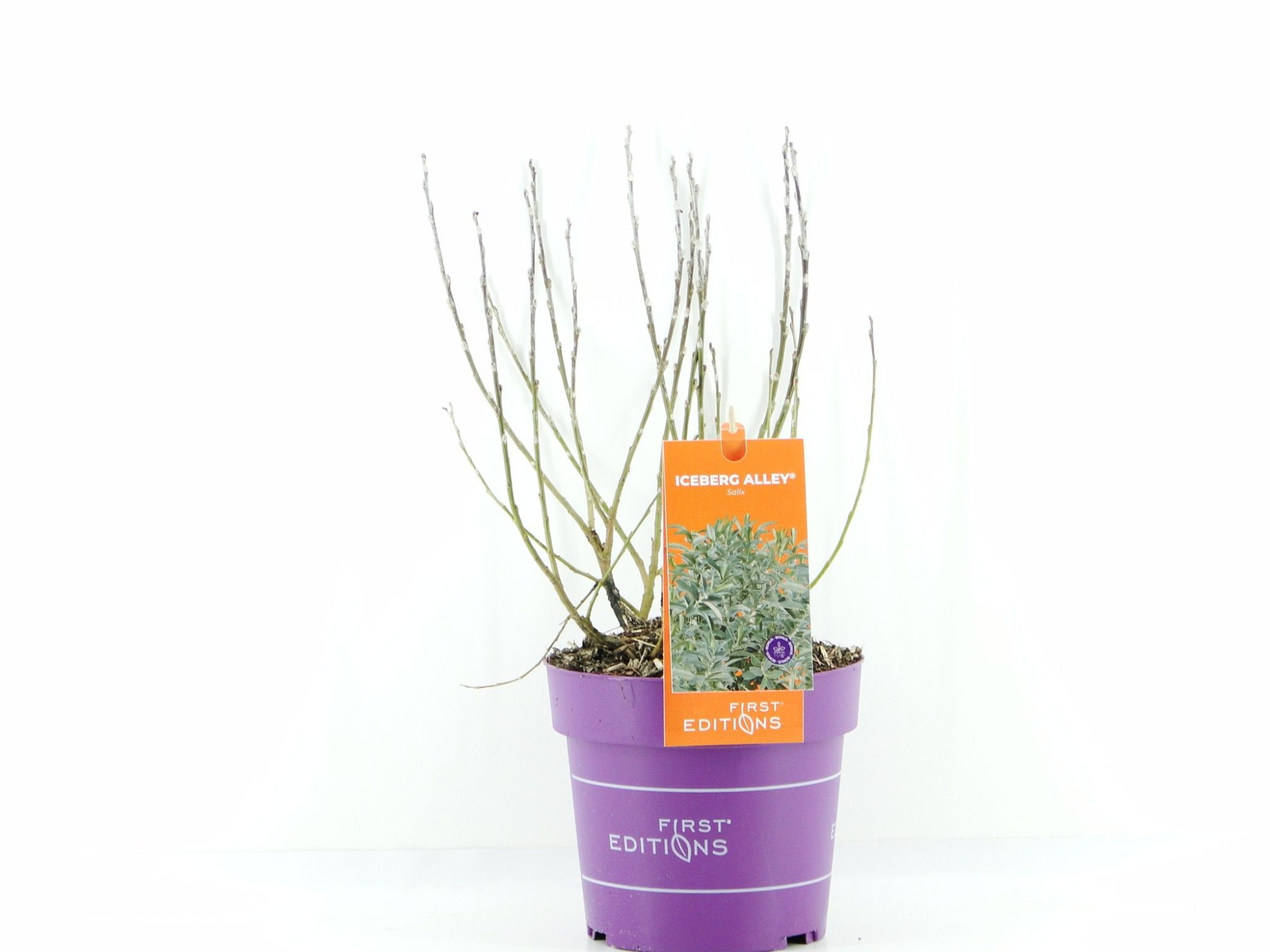 Salix Iceberg Alley (First Editions®), D 19 cm