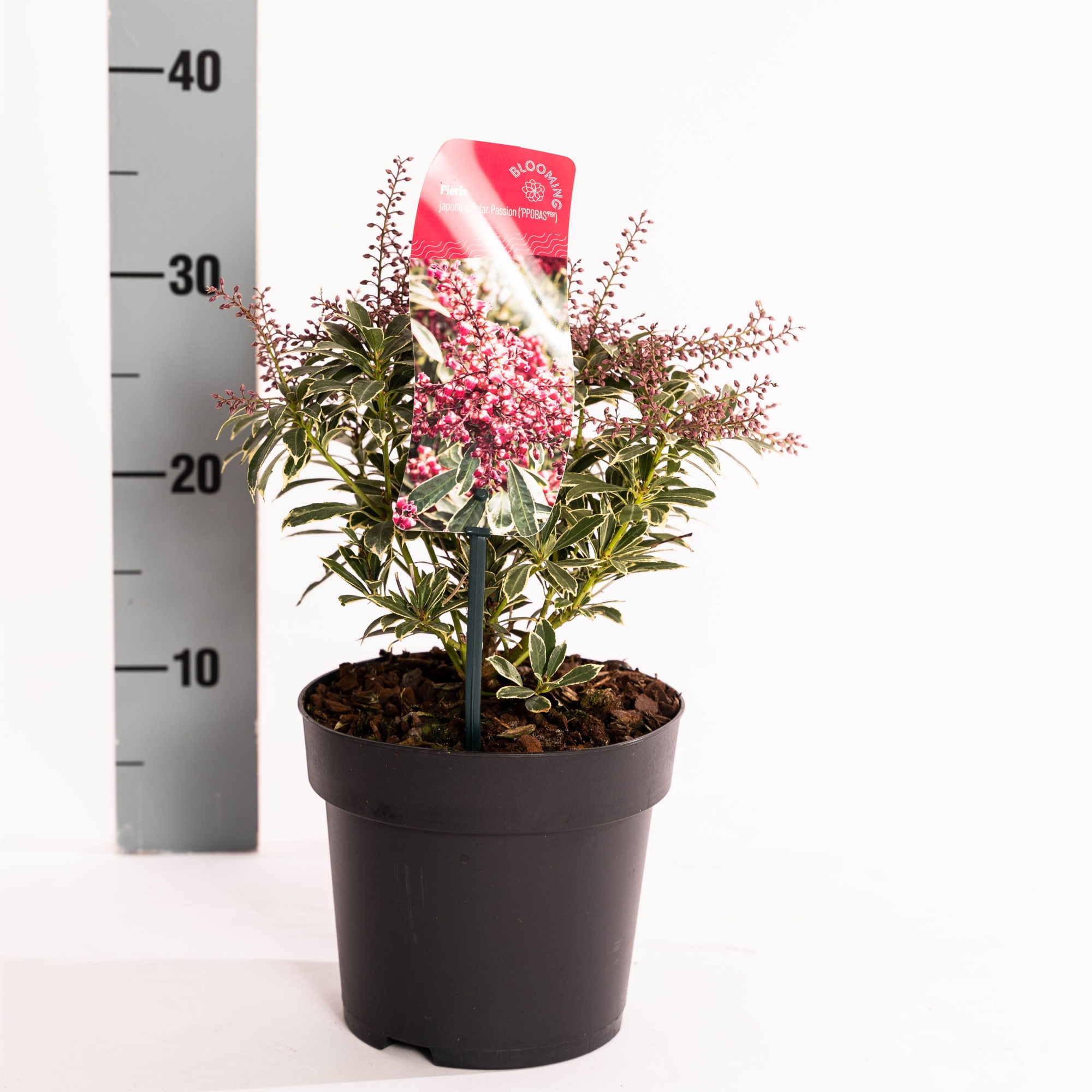 Pieris jap. Polar Passion®, D 17