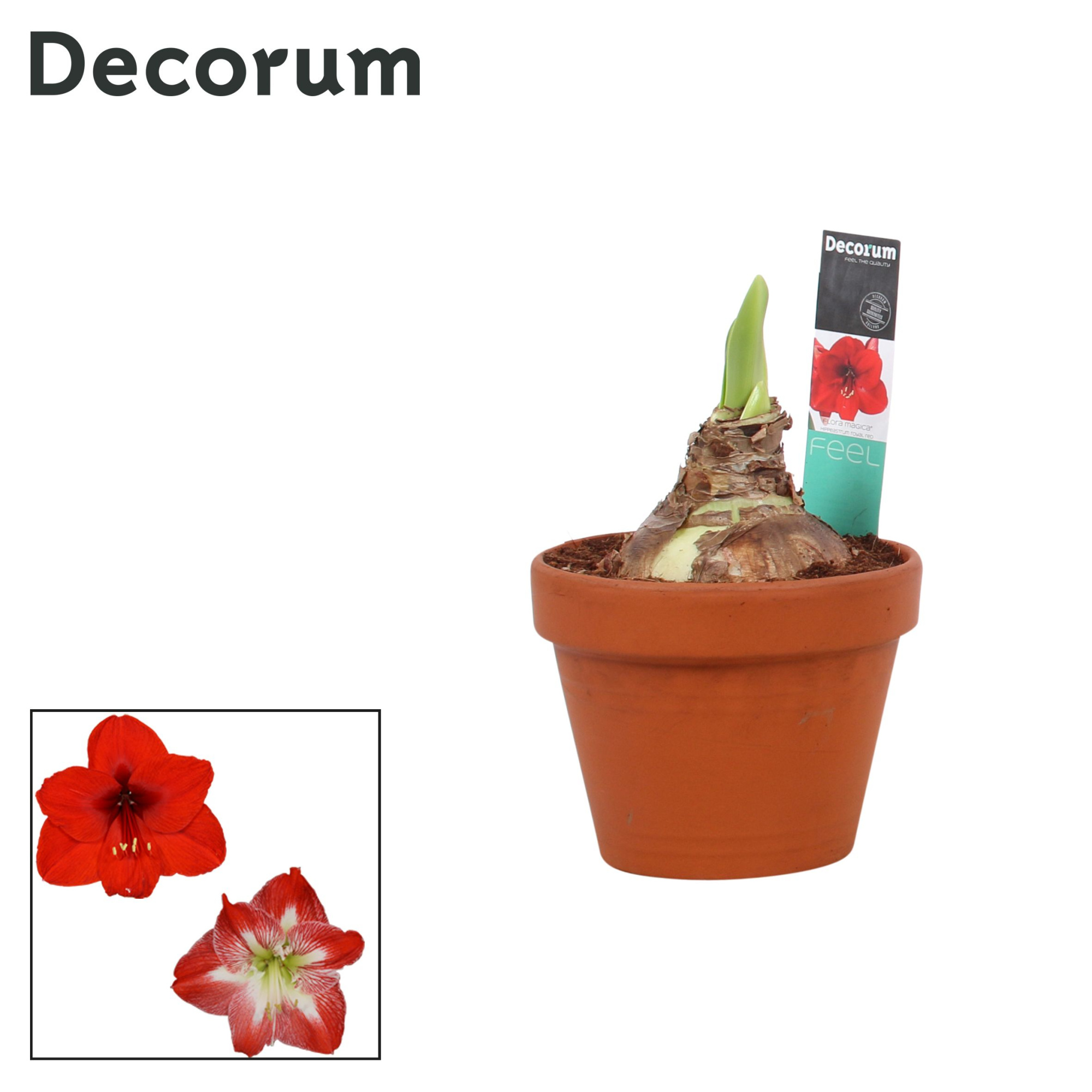 Amaryllis Mix 2 Knop Terracotta Steen OP (Decorum), D 17