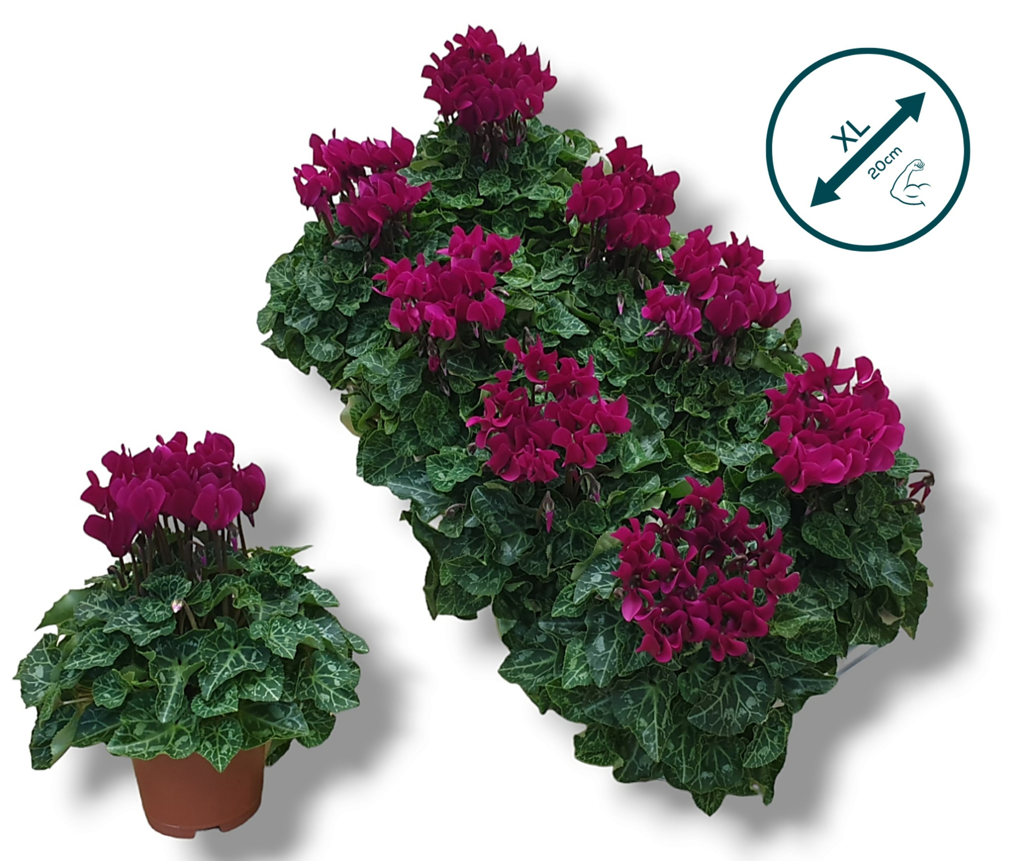 Cyclaam-PAARS, D 10,5 cm