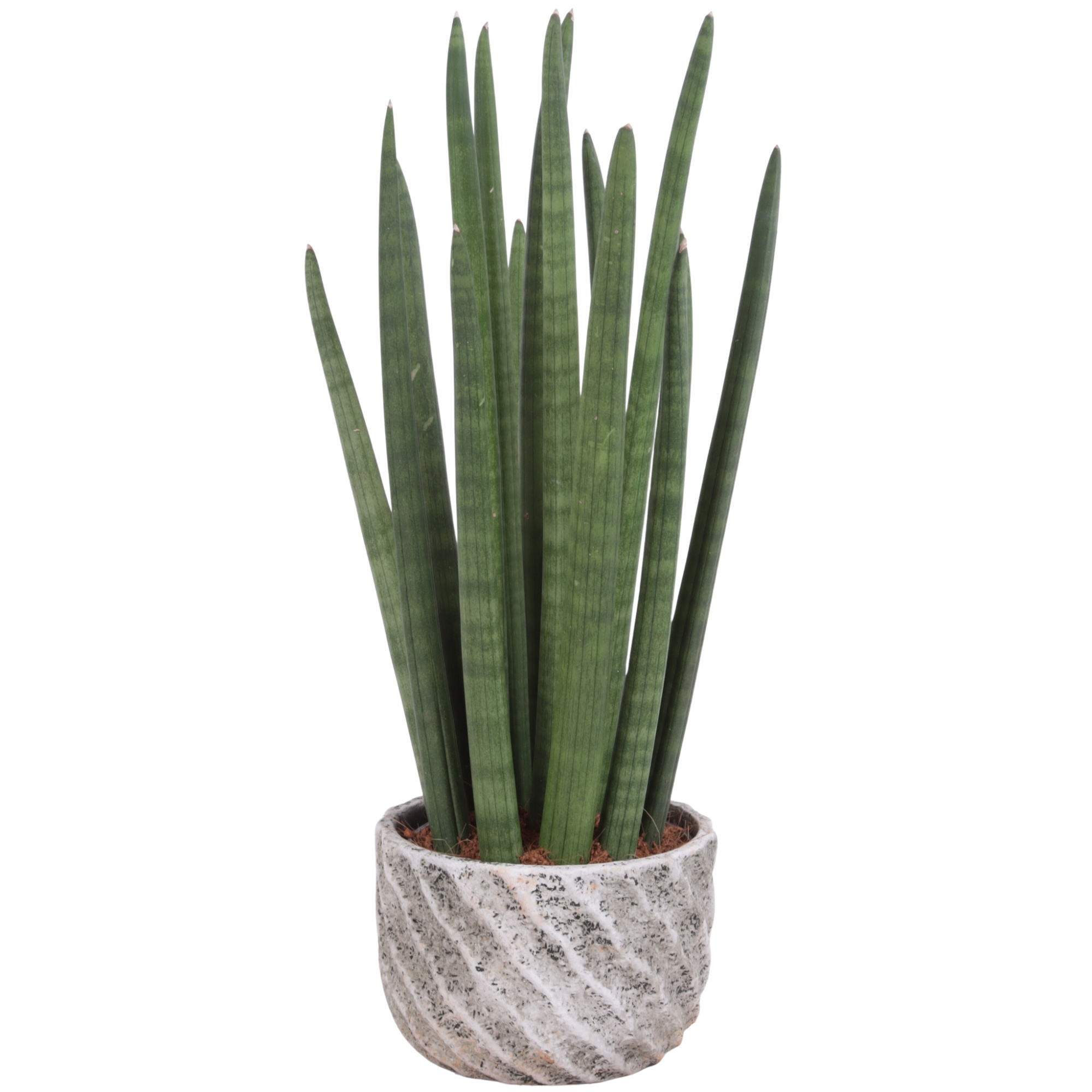 Sansevieria Cylin, Straight 14 Leaf Ø15cm in Ø17cm Ceramic NT668, D 17