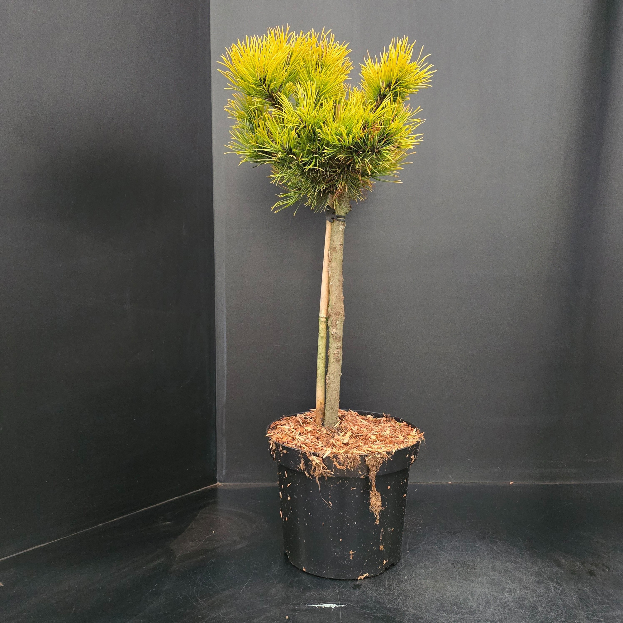 Pinus mugo Winter Gold, D 26