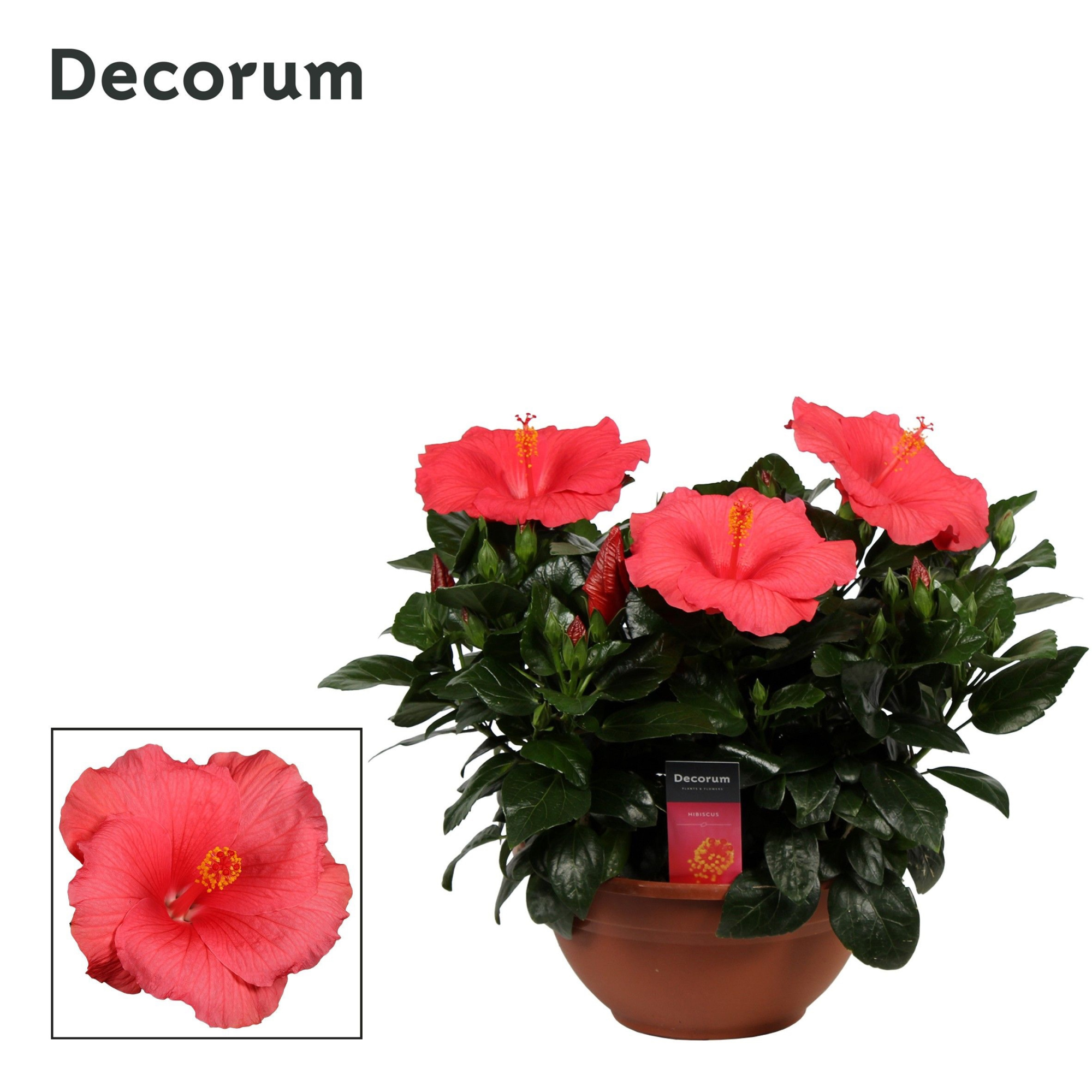 Decorum Hibiscus Kandy roze SCHAAL, D 26