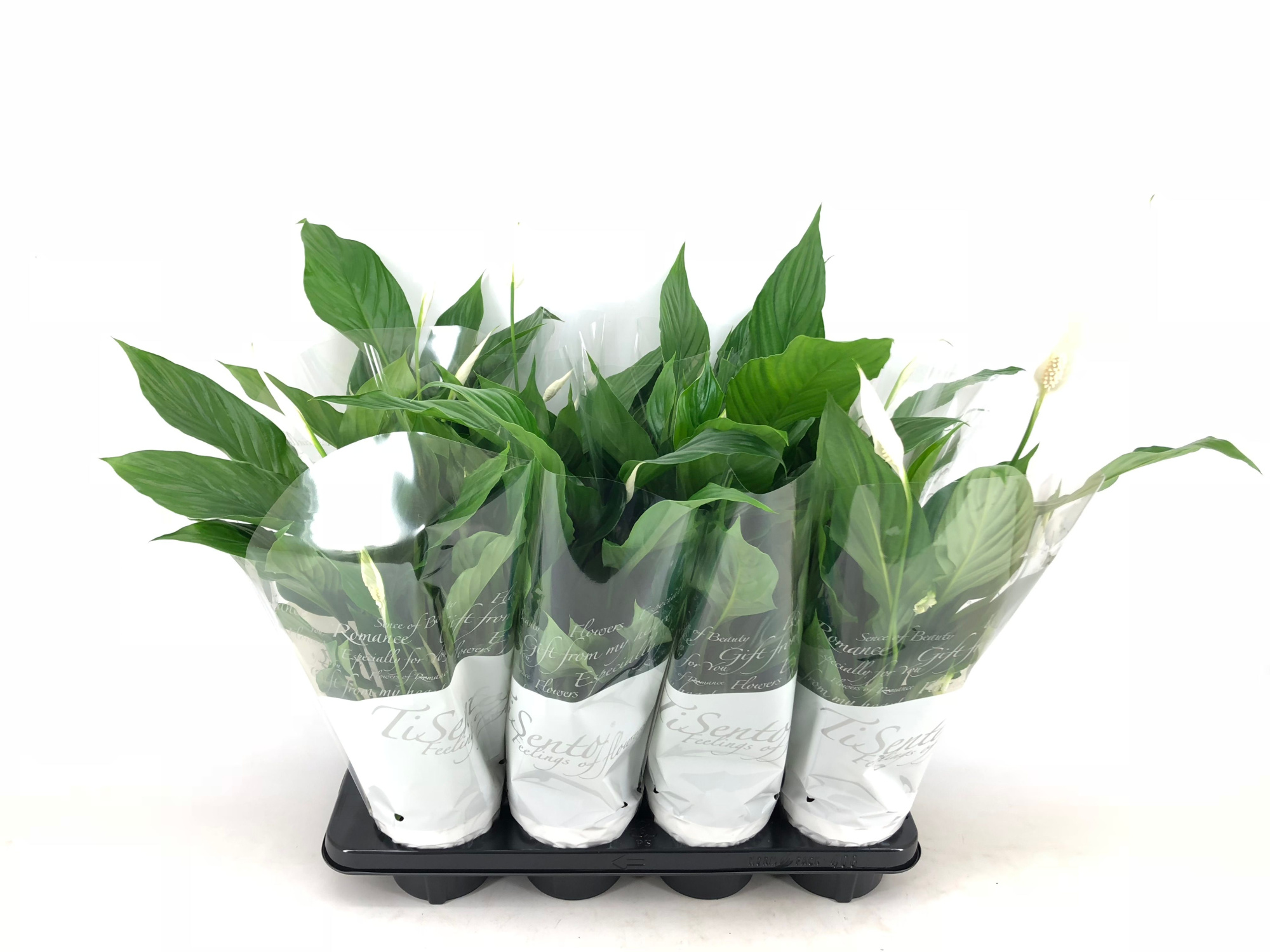 Spathiphyllum 13 cm, D 13