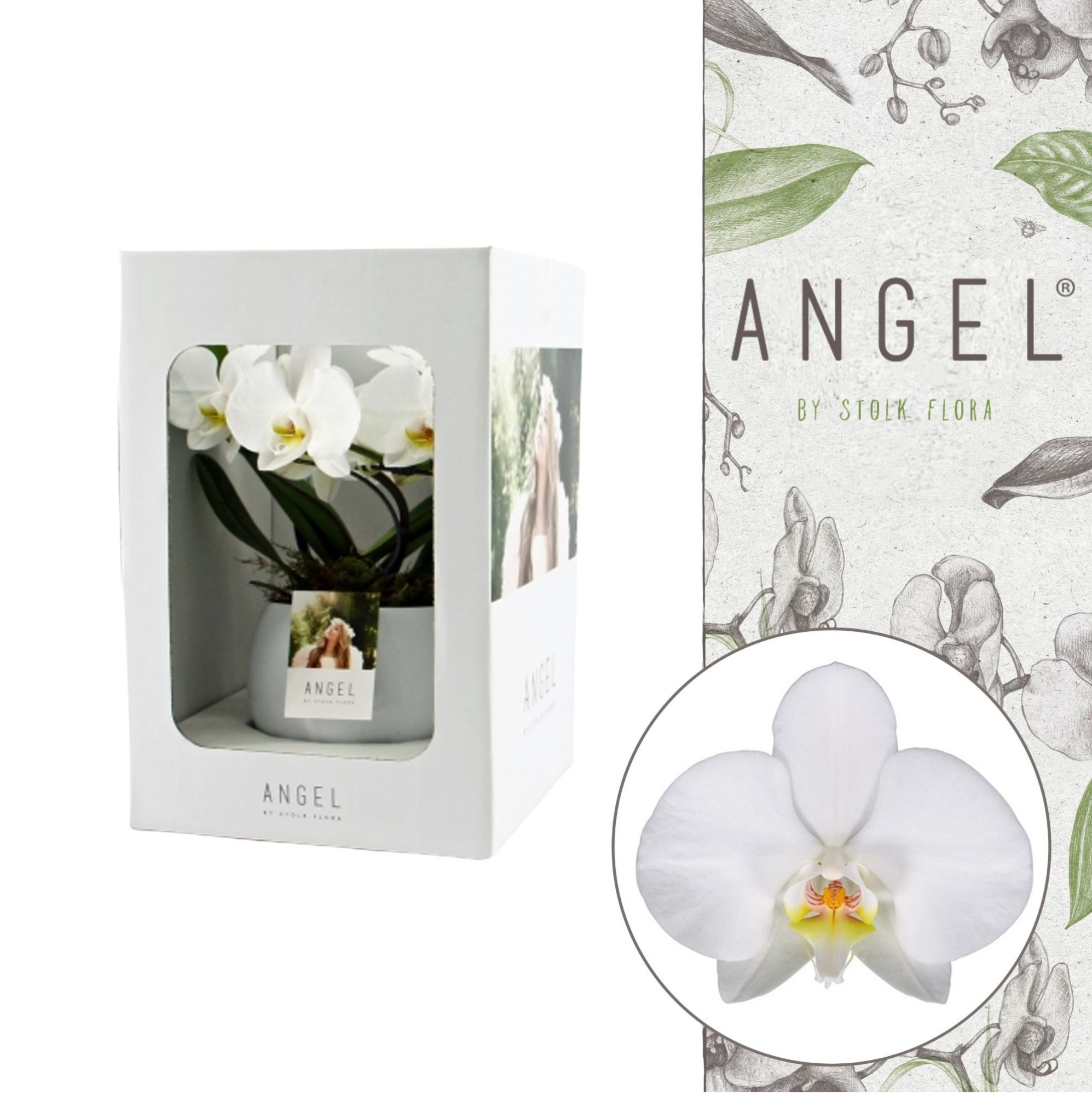Angel | Showbox White in Lisa white pot | Phalaenopsis 2 spike, D 12 cm
