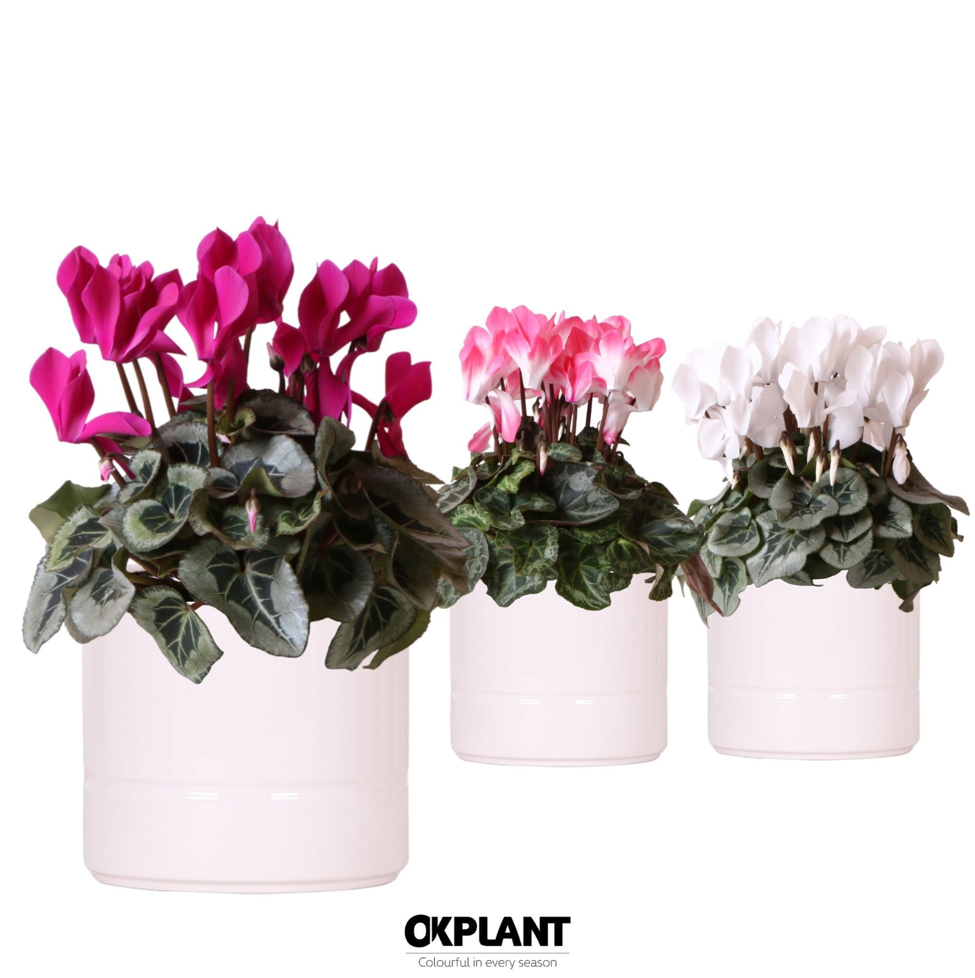Cyclamen mix in Pastel pot white, D 12 cm
