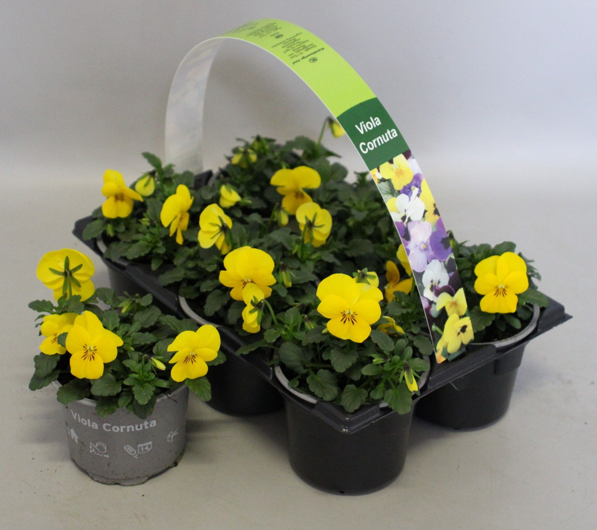 Viola cornuta 6-pack 9cm Yellow, D 9 cm