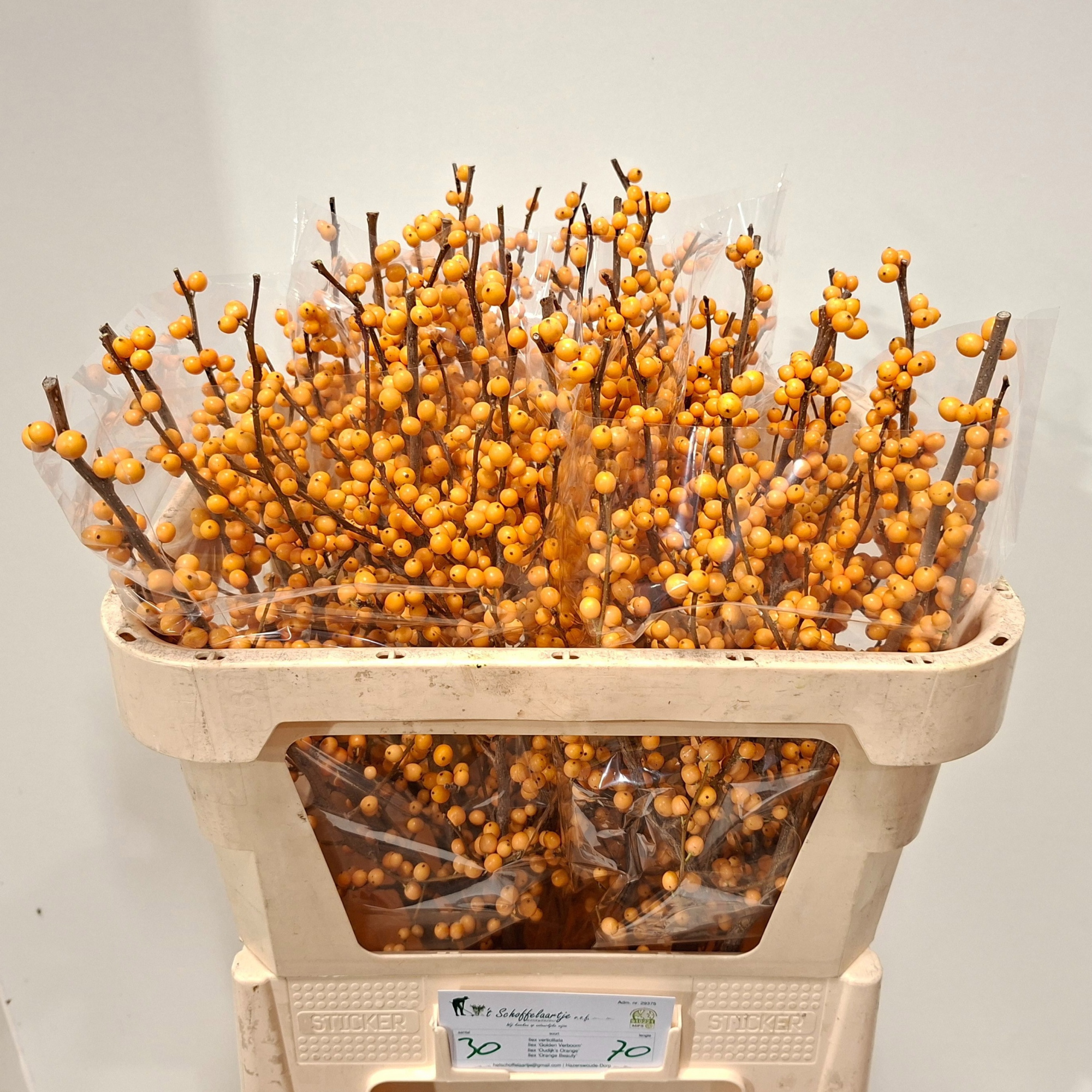 Илекс Голден Вербум 70, шт.