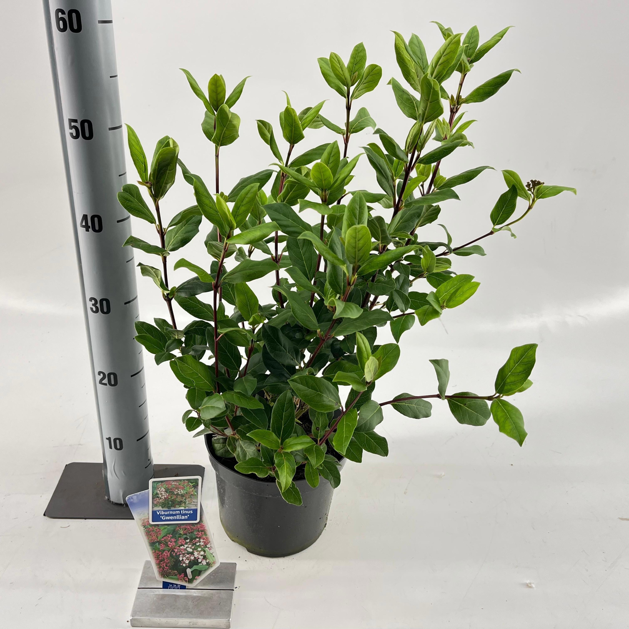 Viburnum tinus ‘Gwenllian’, D 19 cm