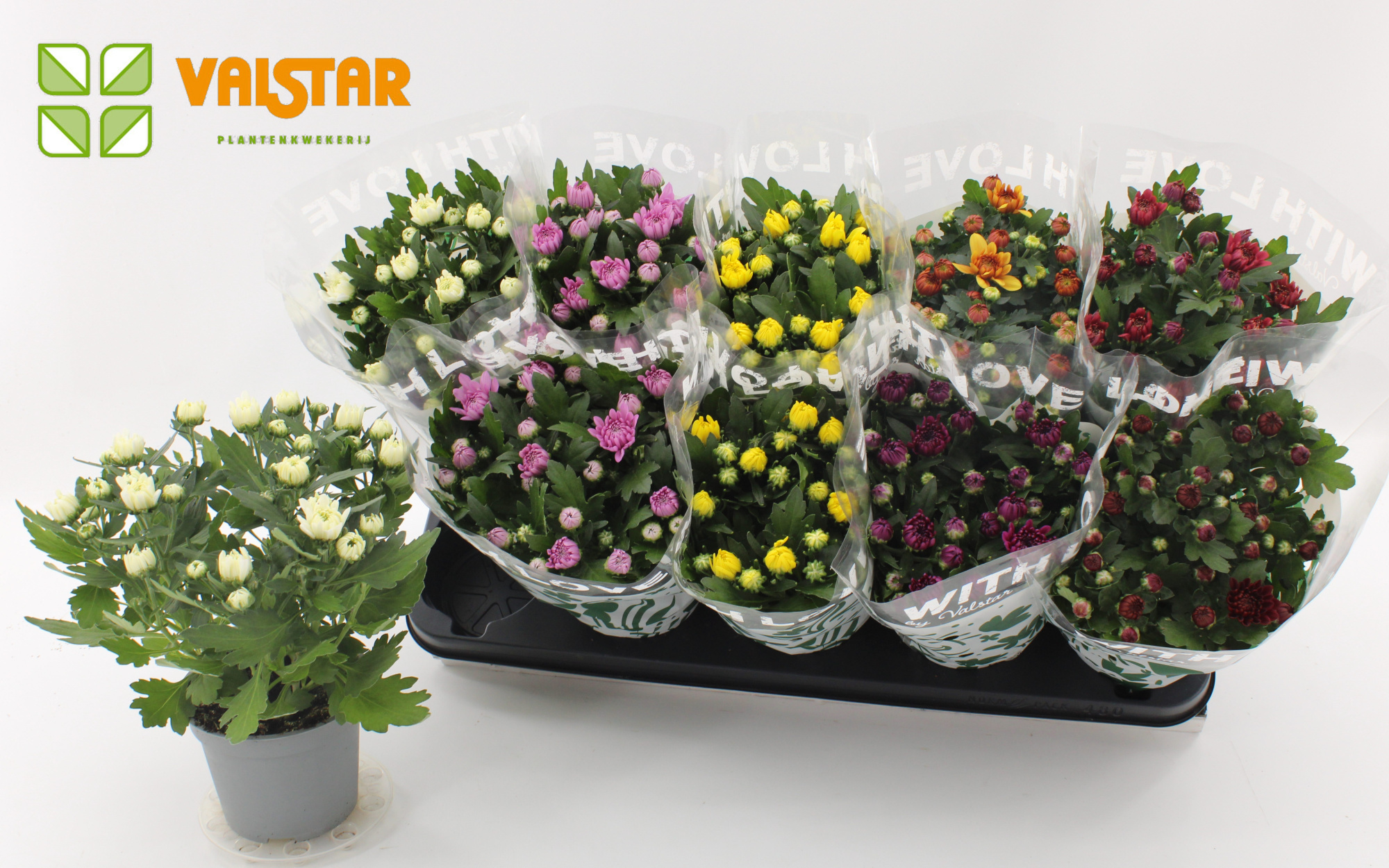 Chrysanthemum, 12 cm Dubbelbloemig With Love by Valstar Mix, D 12