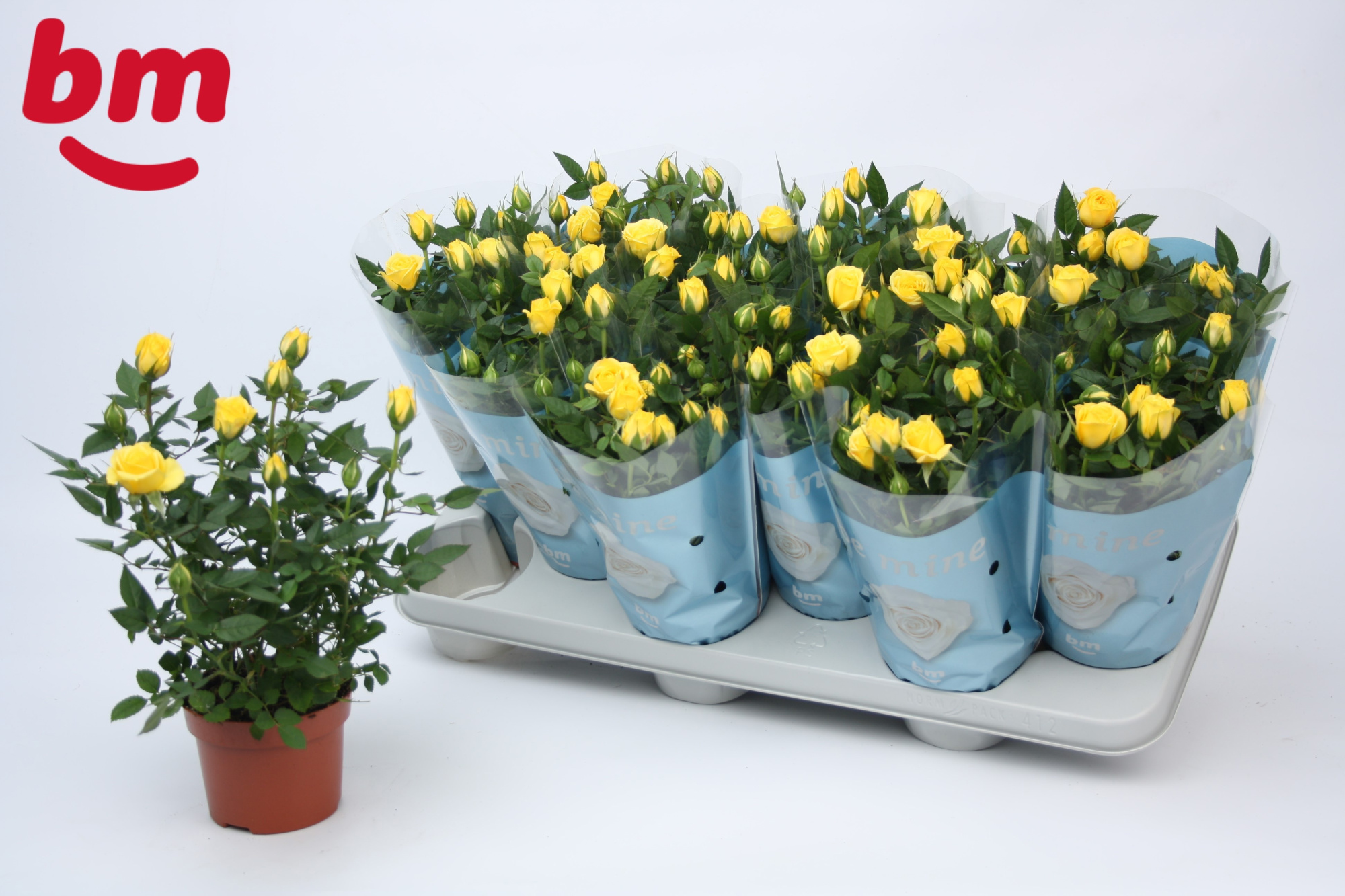 Rosa Amazing Jewel Beau Monde Yellow (10,5 cm), D 10,5